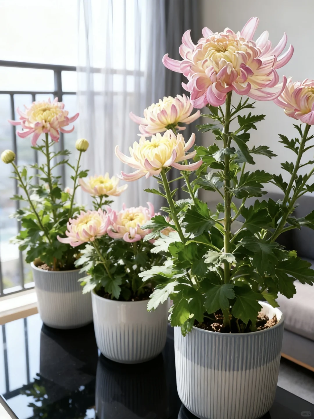 不是亲手带大的？是网购带花苞的苗。