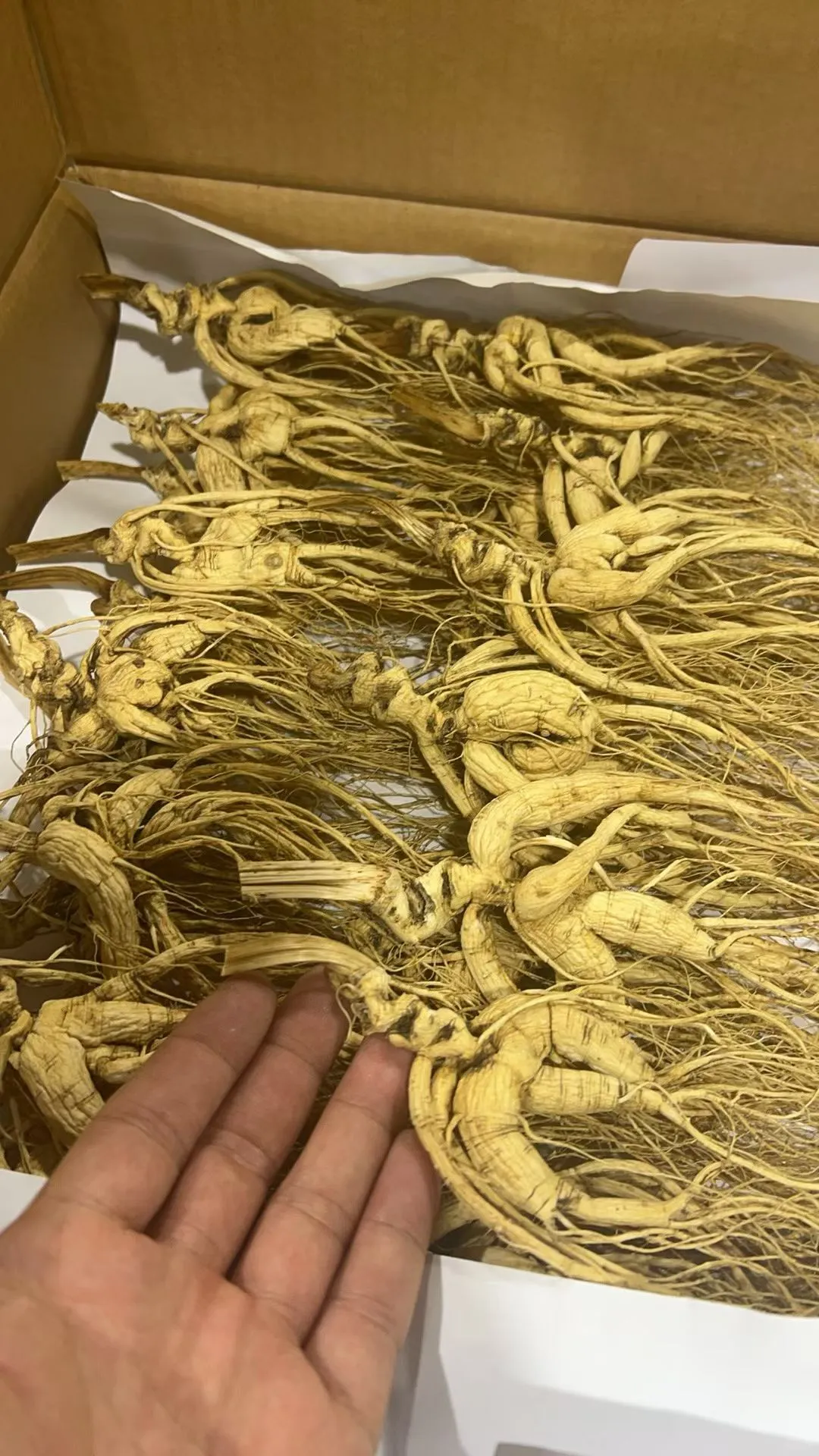 都是林下参都是籽货，相差的那是天壤之别。