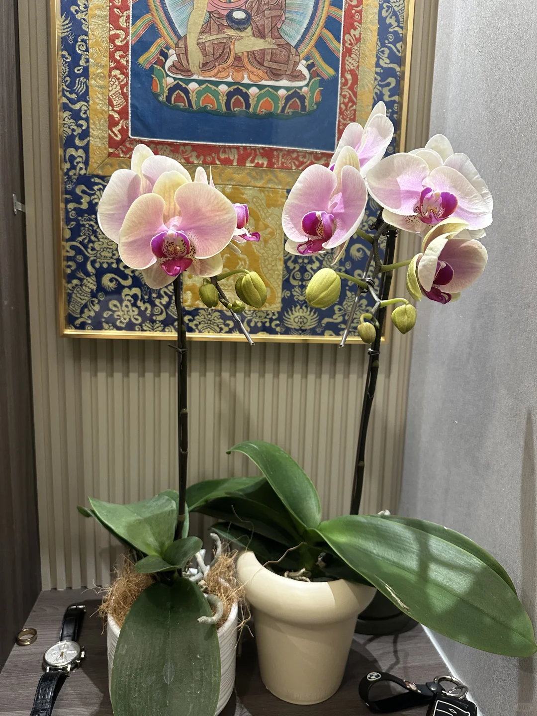 最近新入的蝴蝶兰，都超爱！还发现新基地