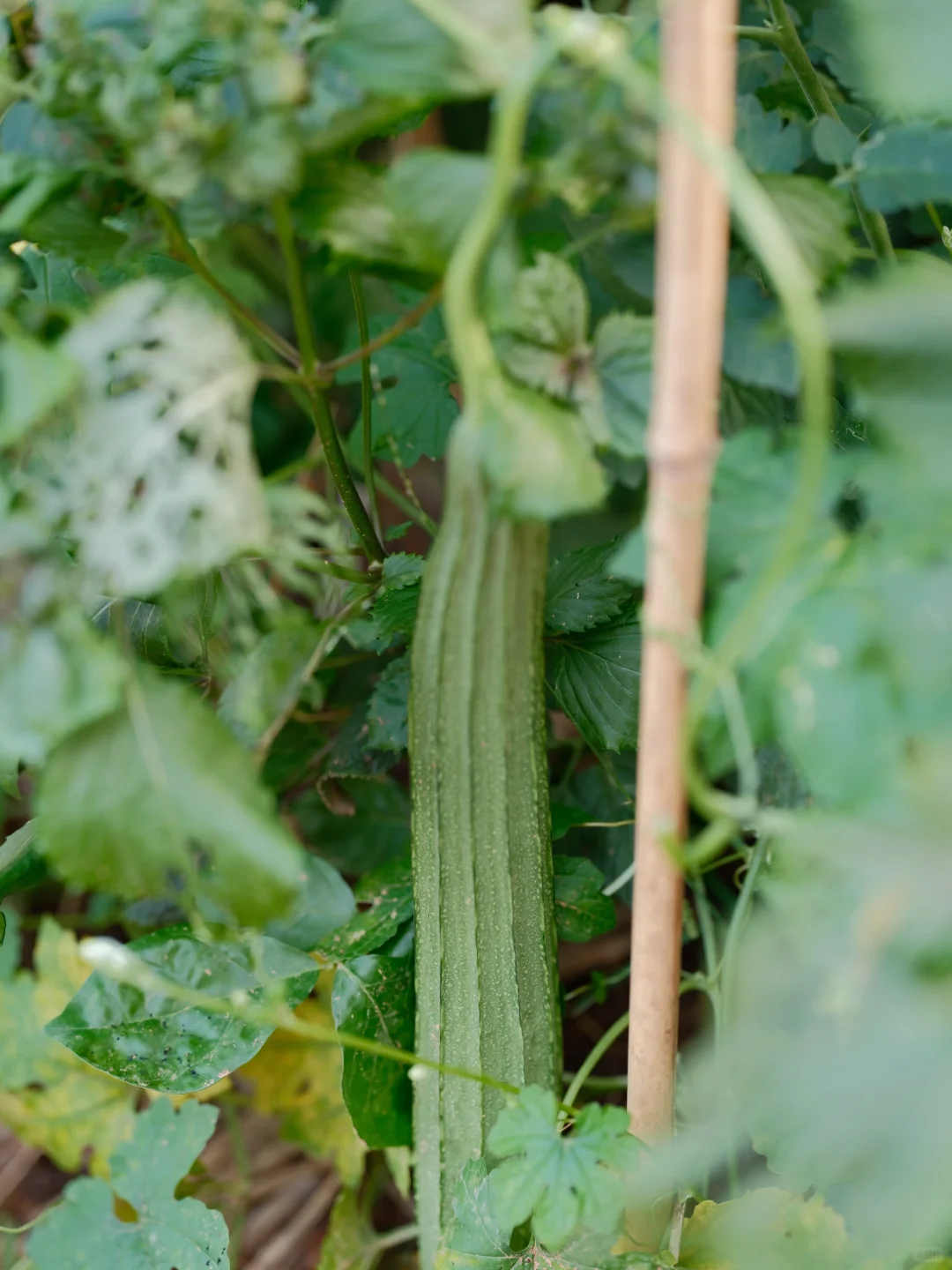 我要我的小菜园~各种蔬菜