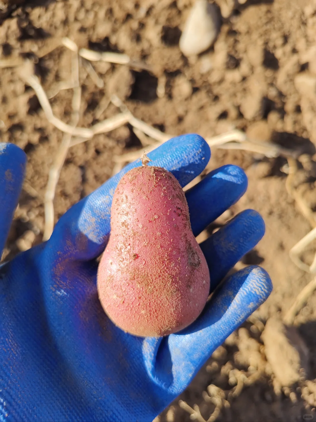 ?国庆节我加入了挖土豆大军