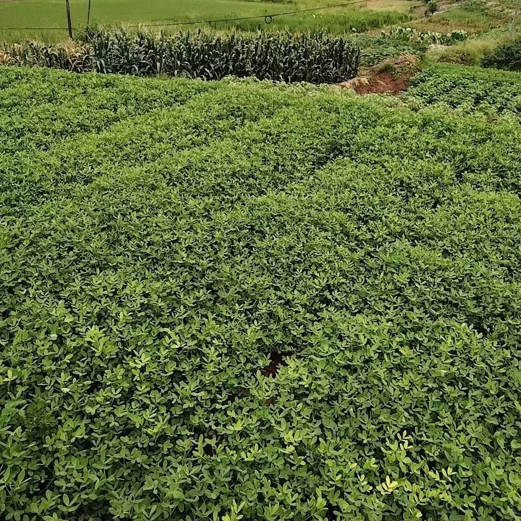 新鲜泥巴花生 。为什么乐德泥巴花生让老饕