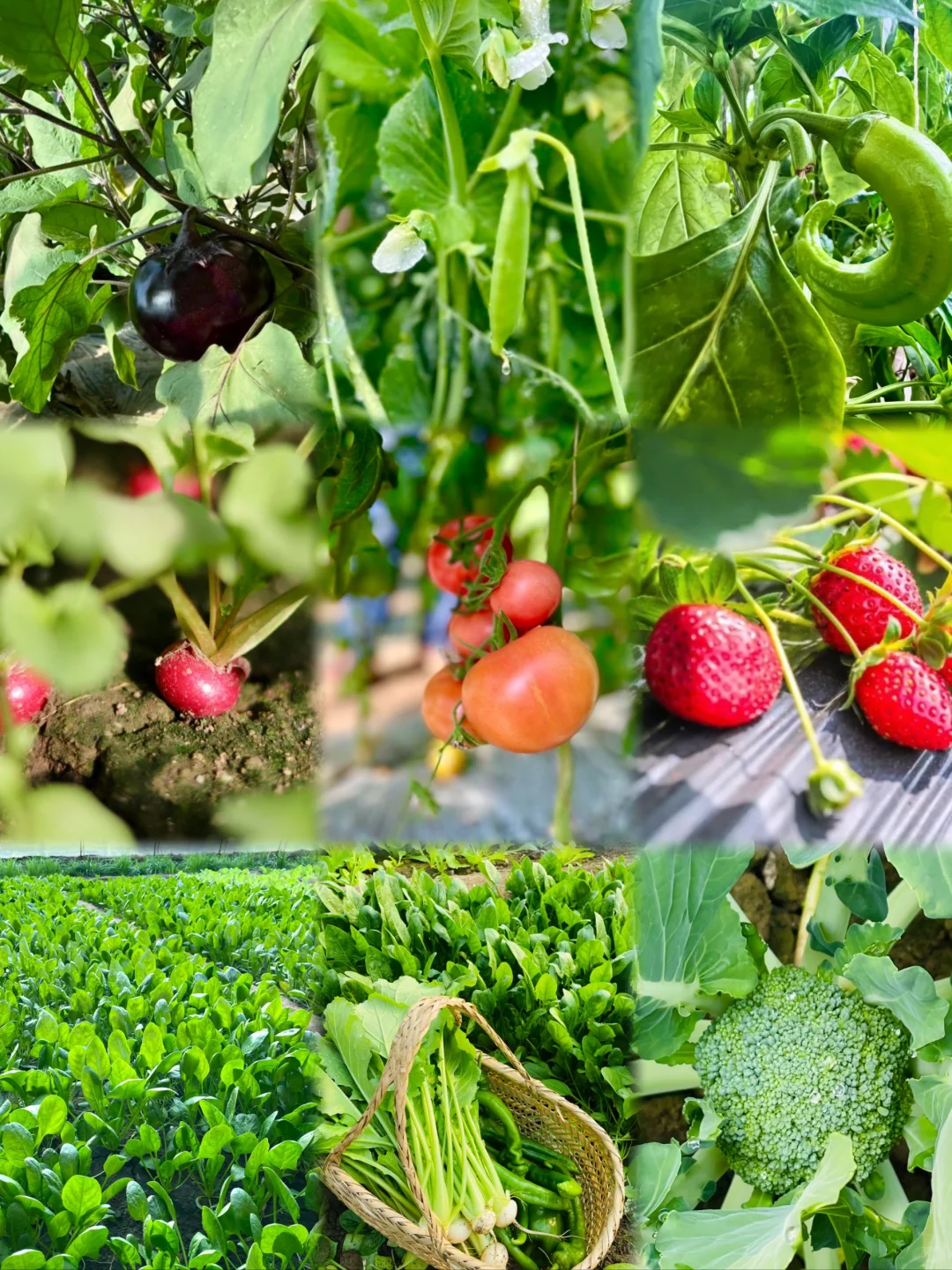农场主日常采摘｜开始期待春天到来了❗️