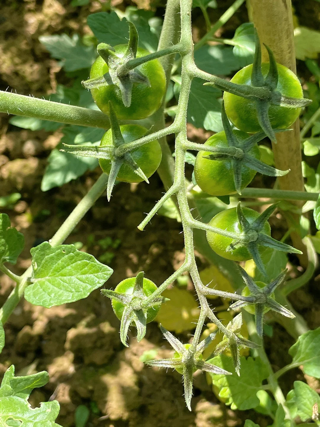 在大大的园子里面种呀种呀种！