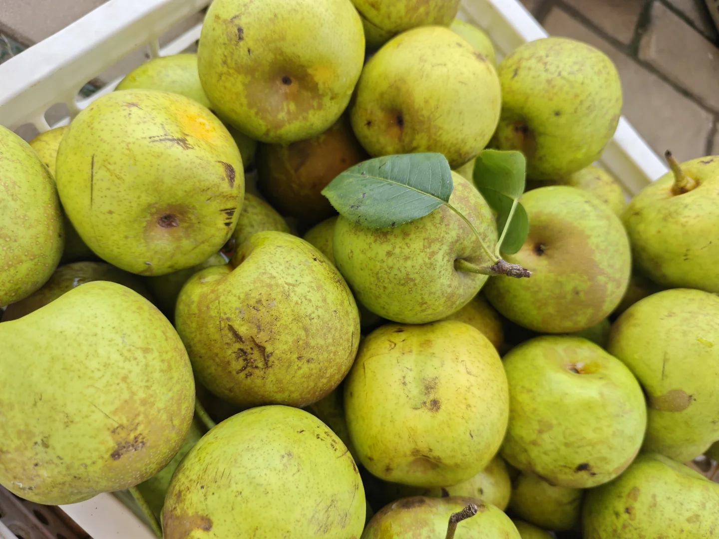 绿色种植水果蔬菜