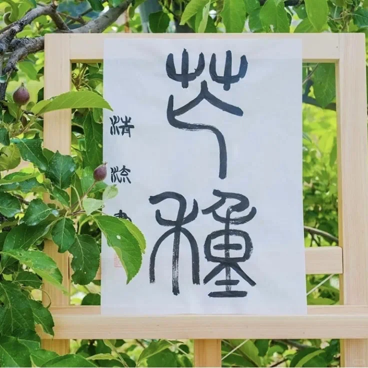 节气与果园-芒种&夏至