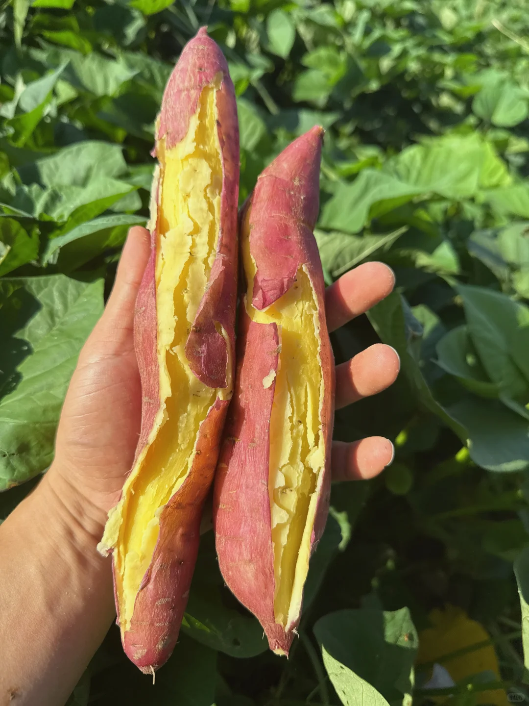 这才是中国宝宝该吃的神仙粗粮！?