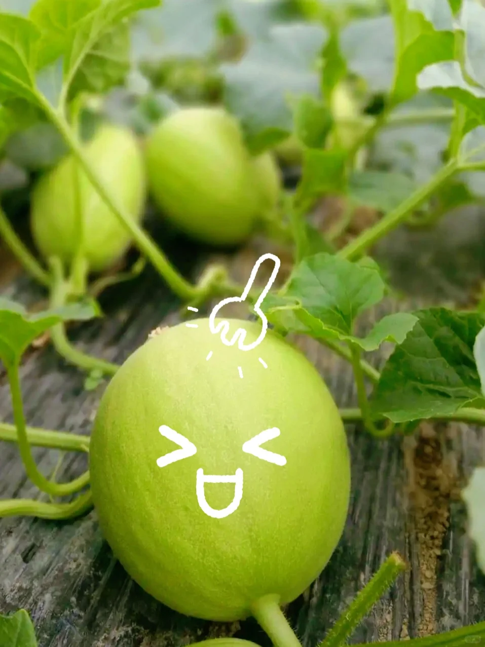 这个夏天不能错过的农场水果~