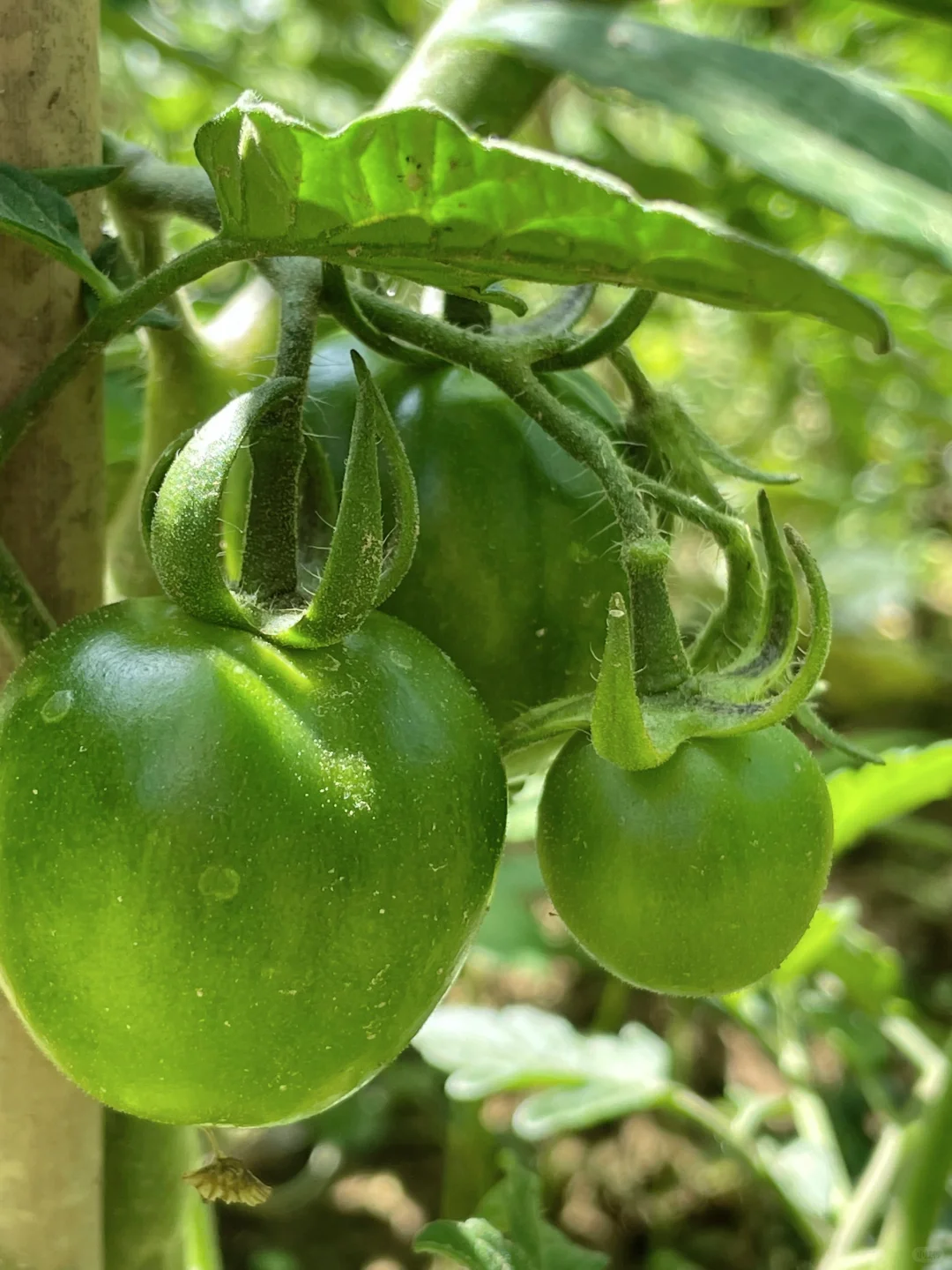 在大大的园子里面种呀种呀种！