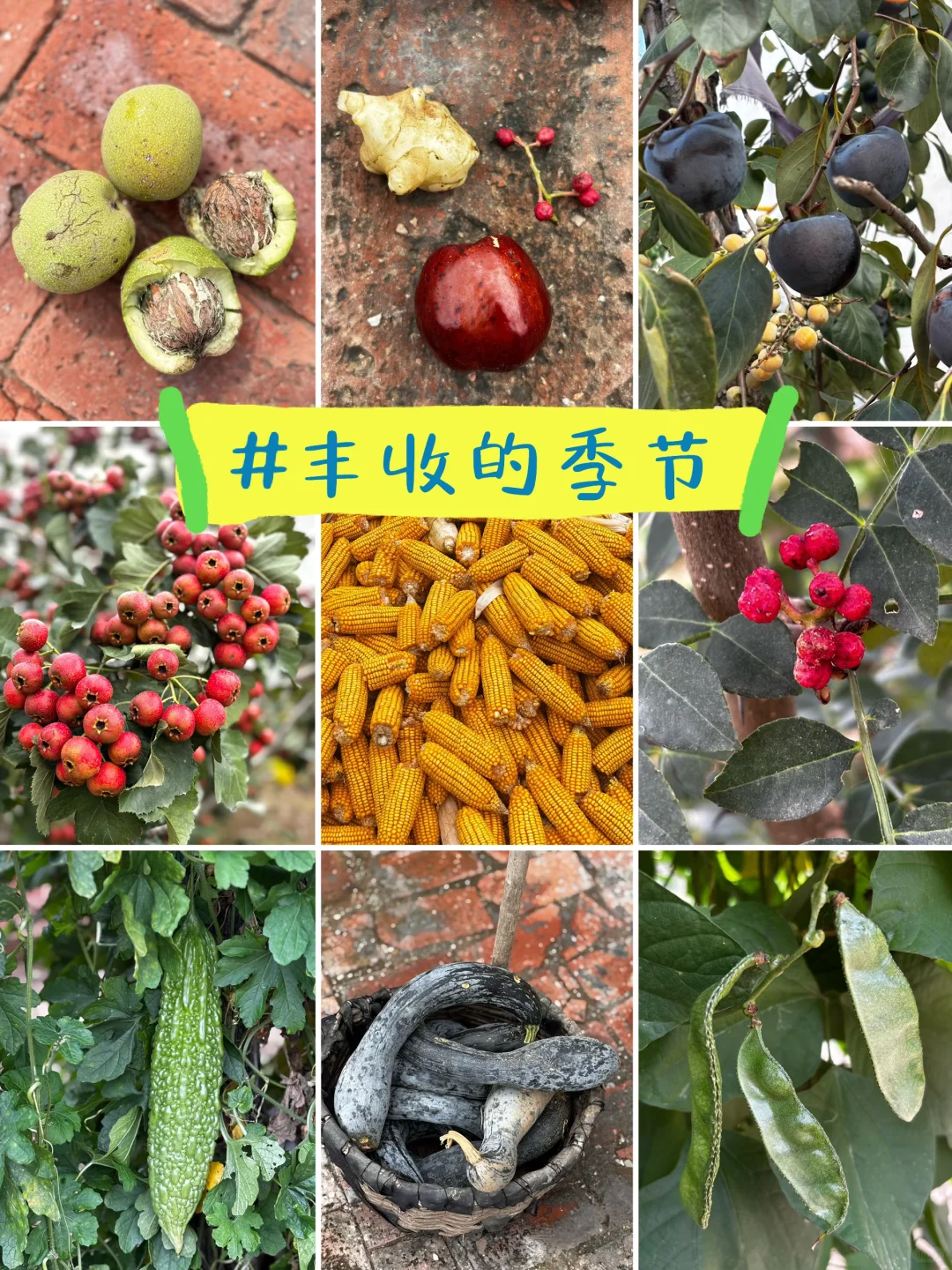 十一是丰收的季节-乡下欢乐多