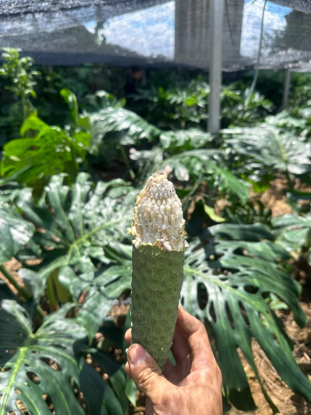 奇异的水果——恶魔果实 龟背竹