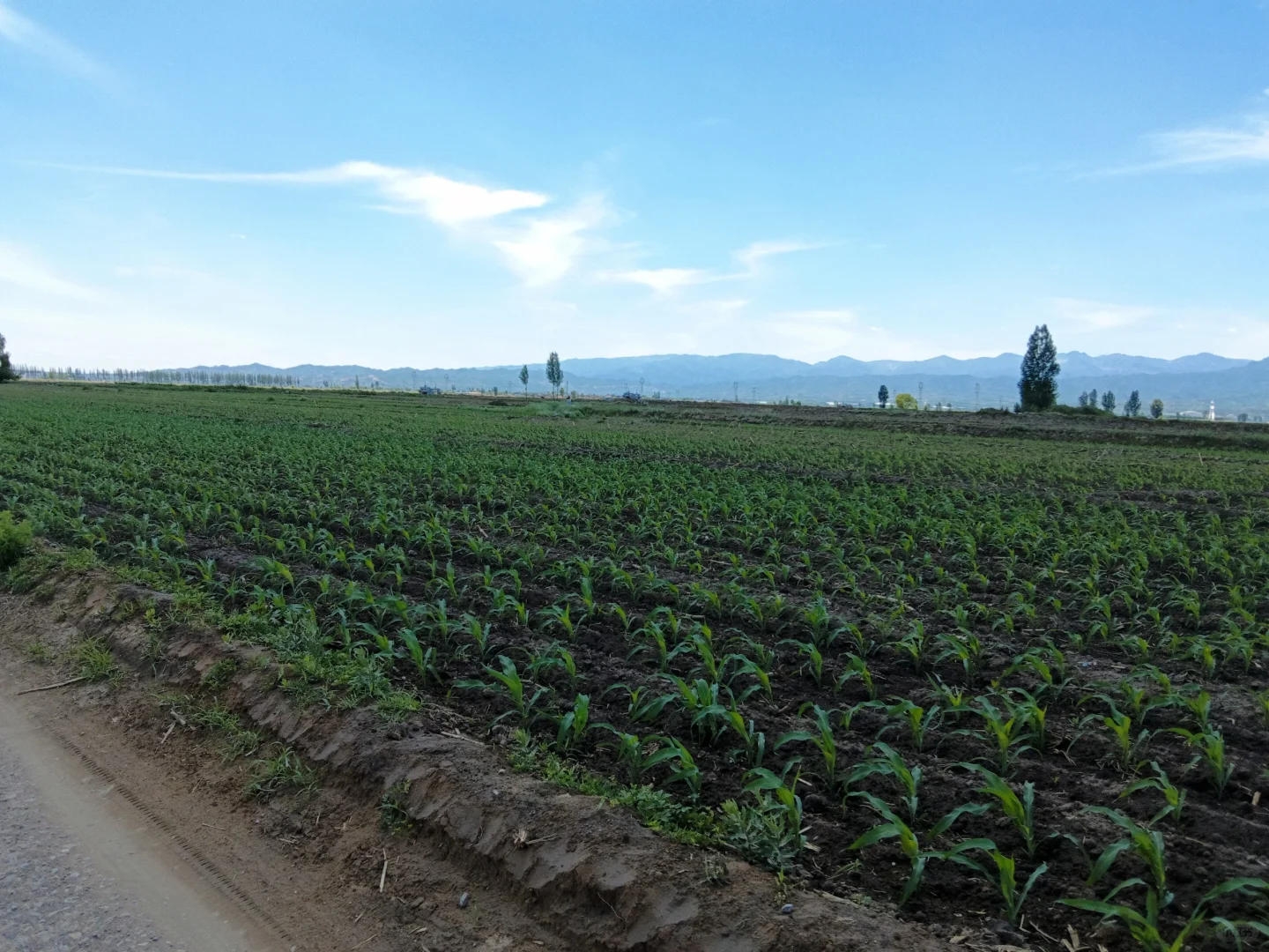 最美的风景在玉米地里