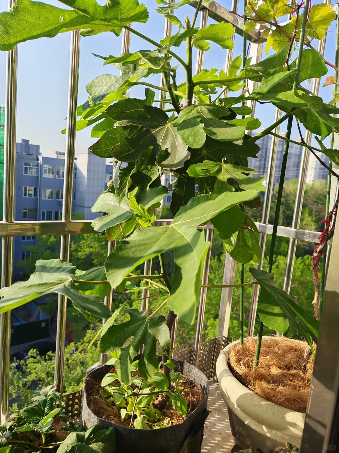 小阳台吃果自由