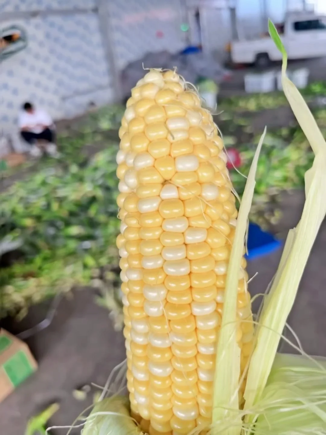 原产地现摘现发?的水果玉米?五斤才13.9?