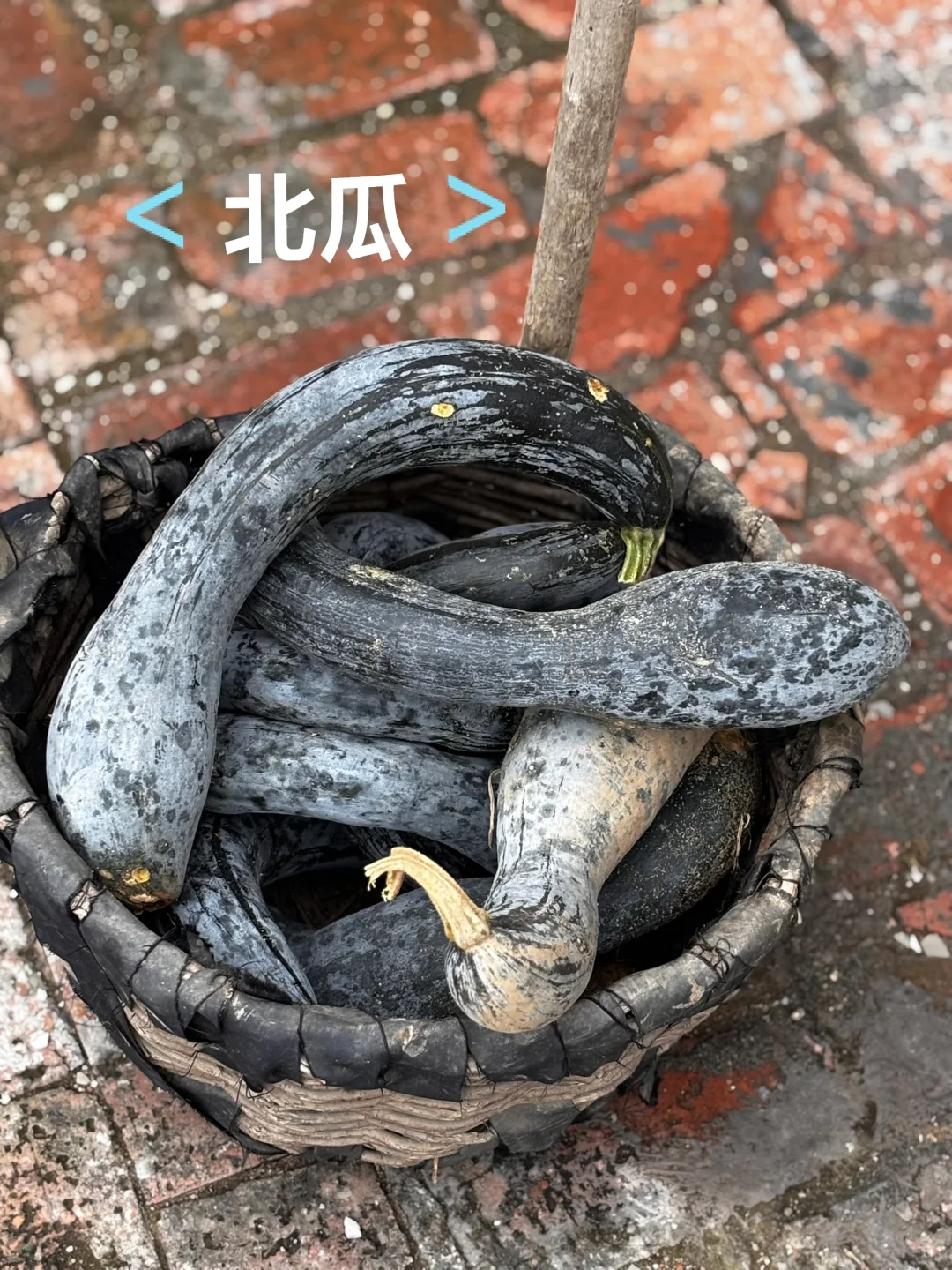 十一是丰收的季节-乡下欢乐多