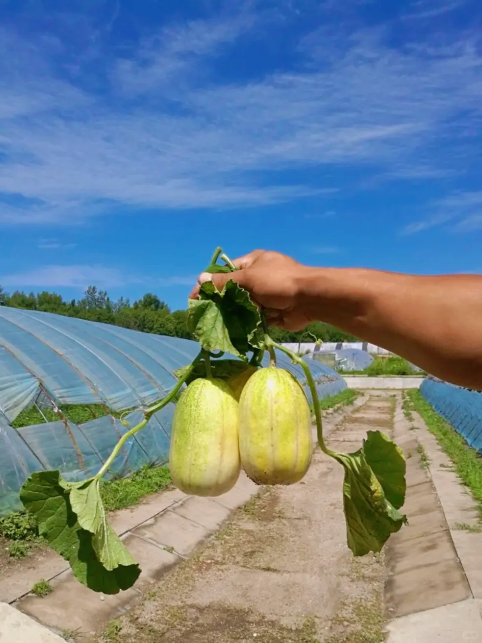 这个夏天不能错过的农场水果~