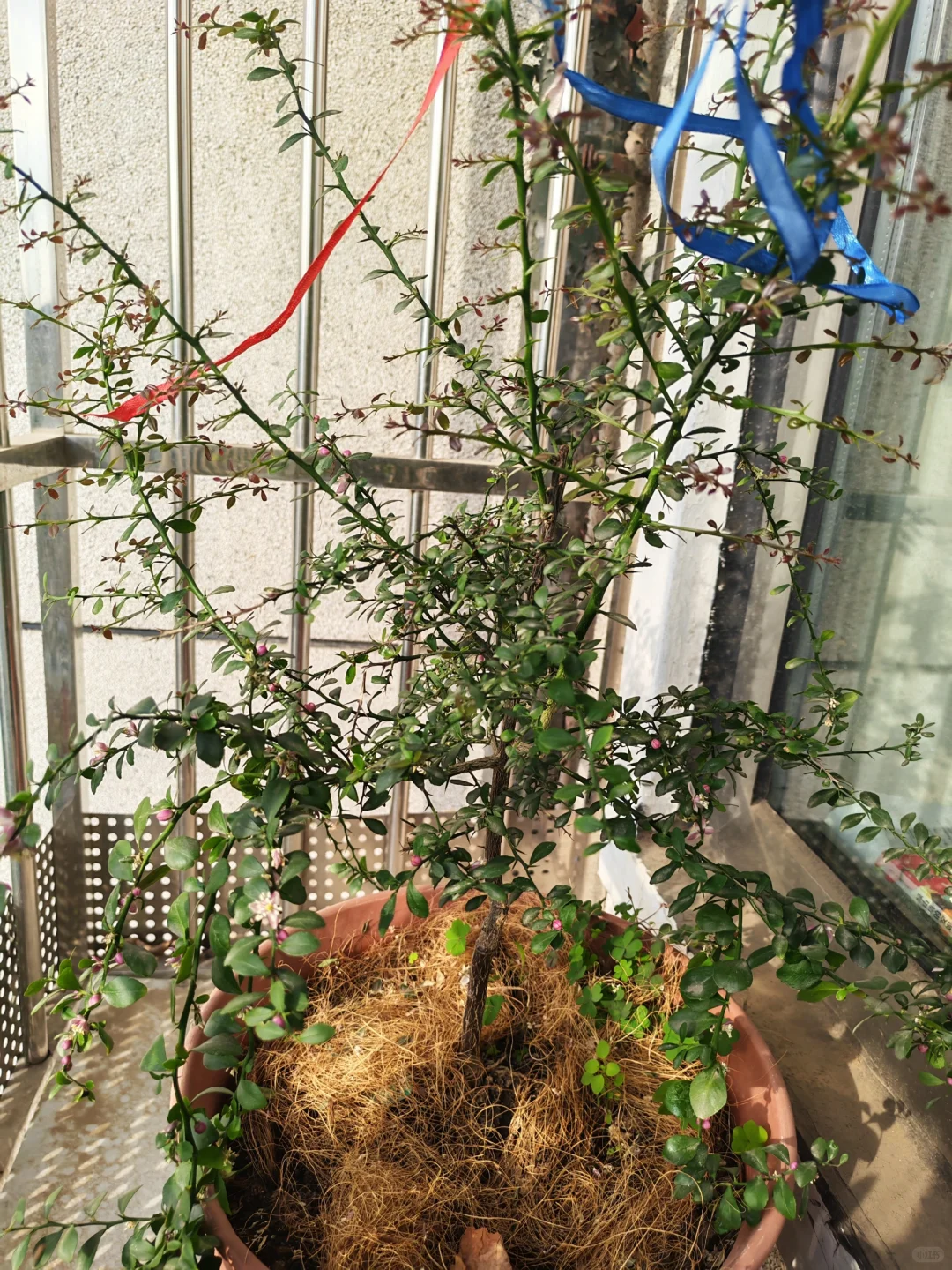 小阳台吃果自由