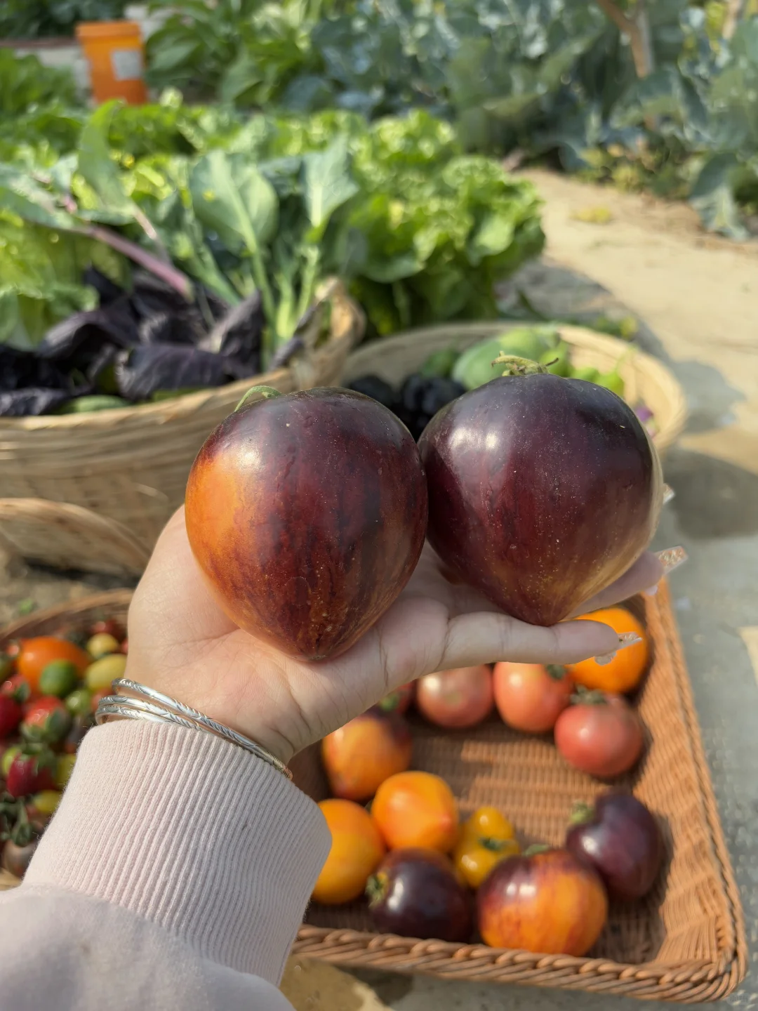 冬天也能收获的满满的蔬果