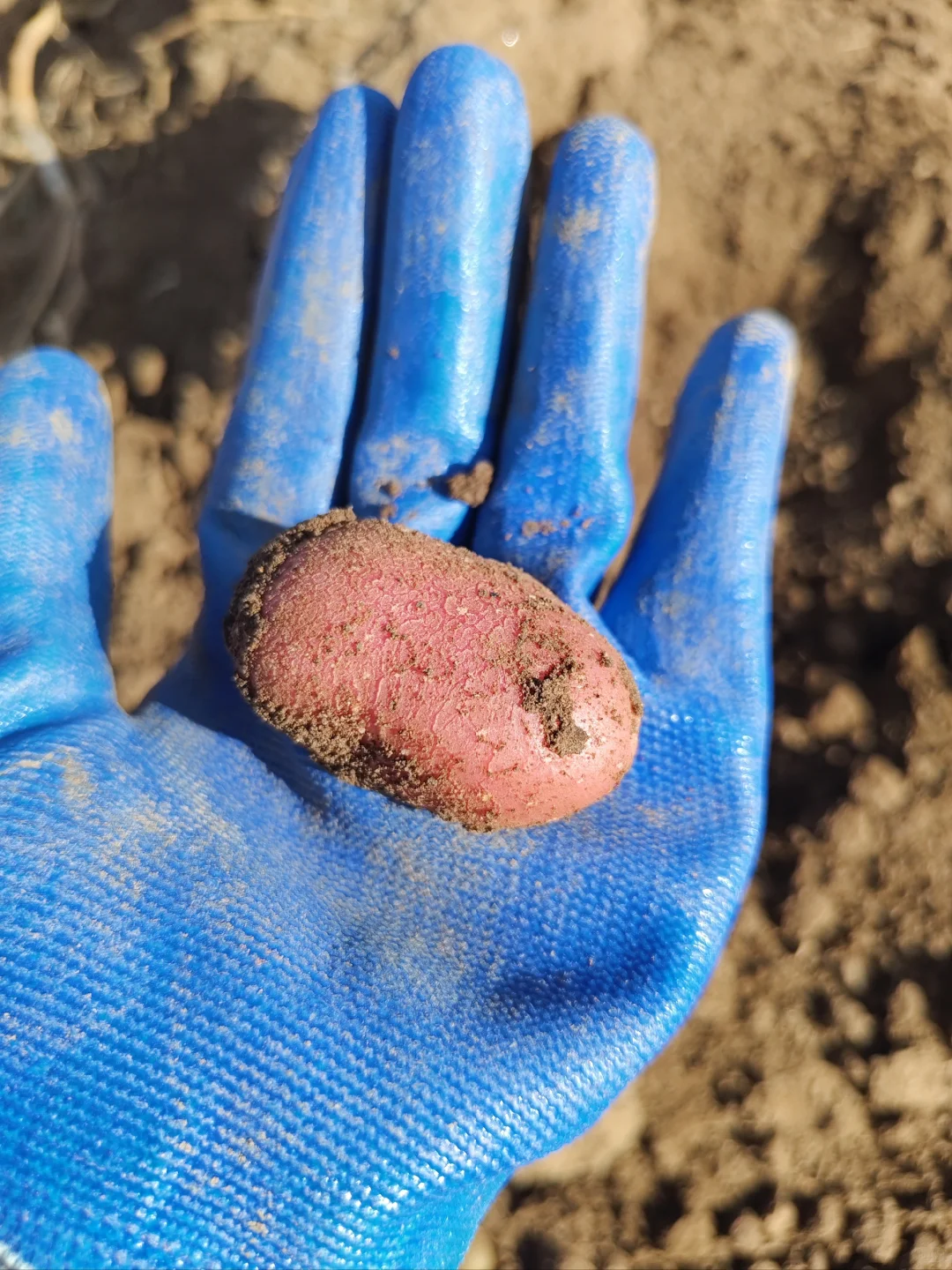 ?国庆节我加入了挖土豆大军