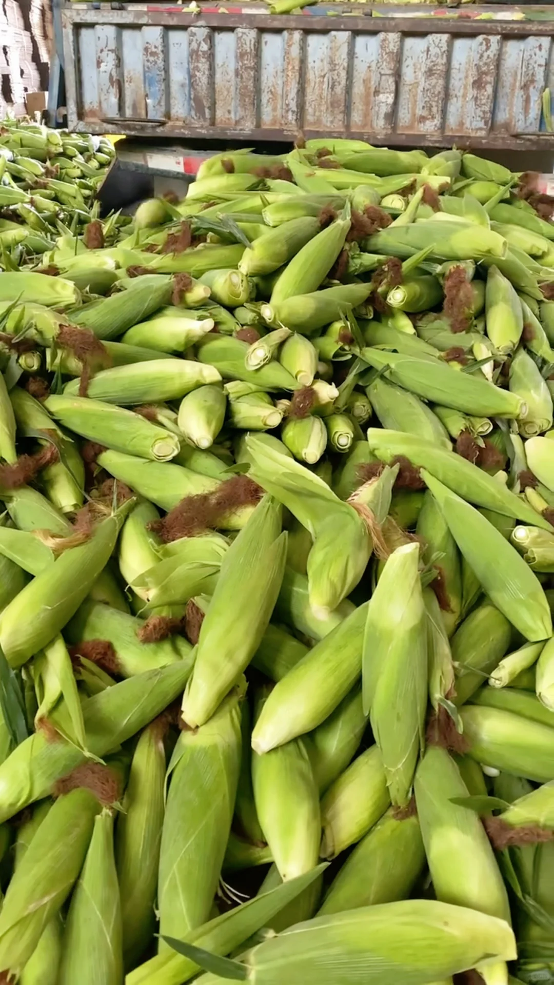 玉米今年滞销了?爸妈让我来…??便宜卖了