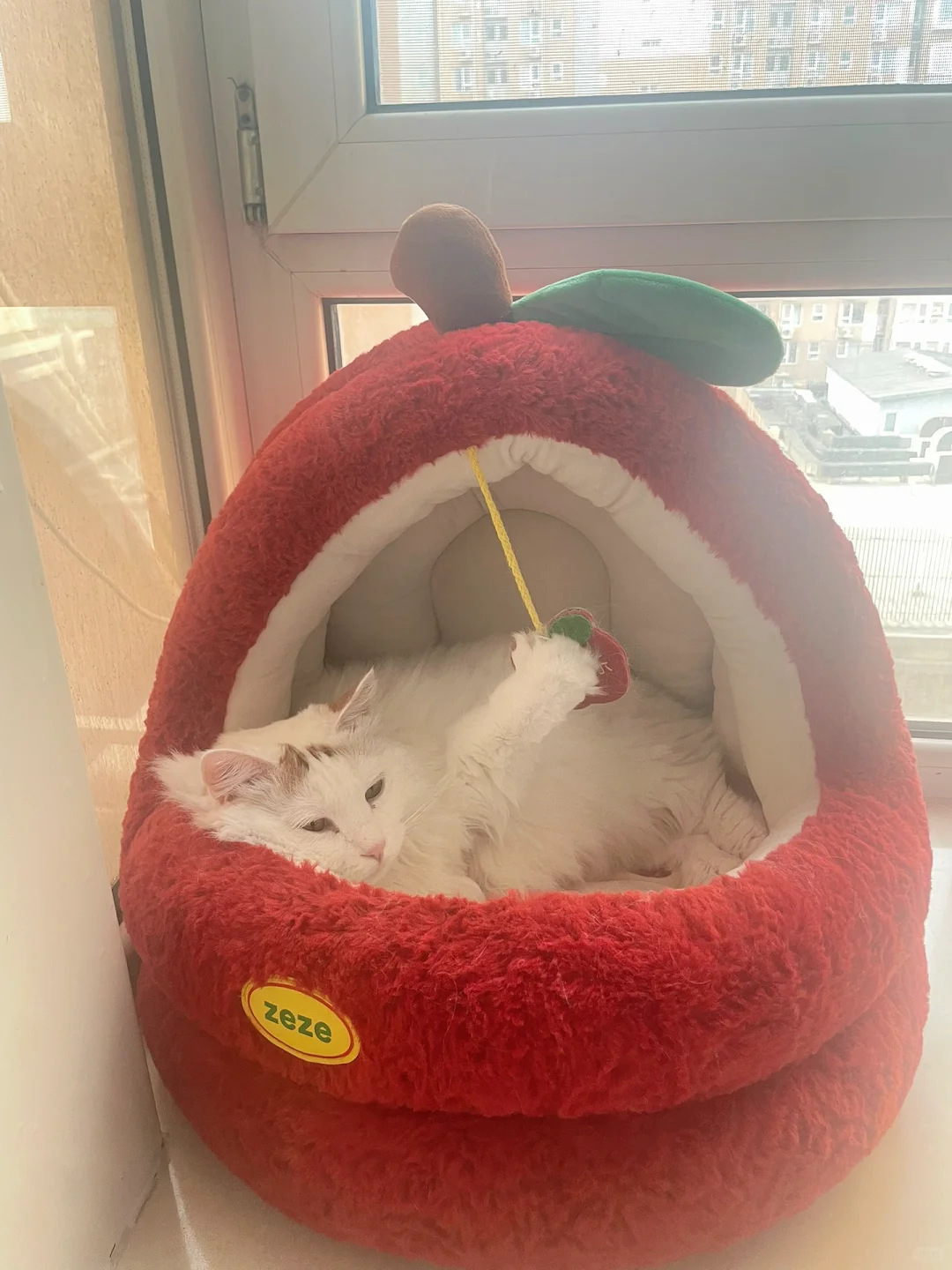 长势喜人，嫩嫩的春小麦！