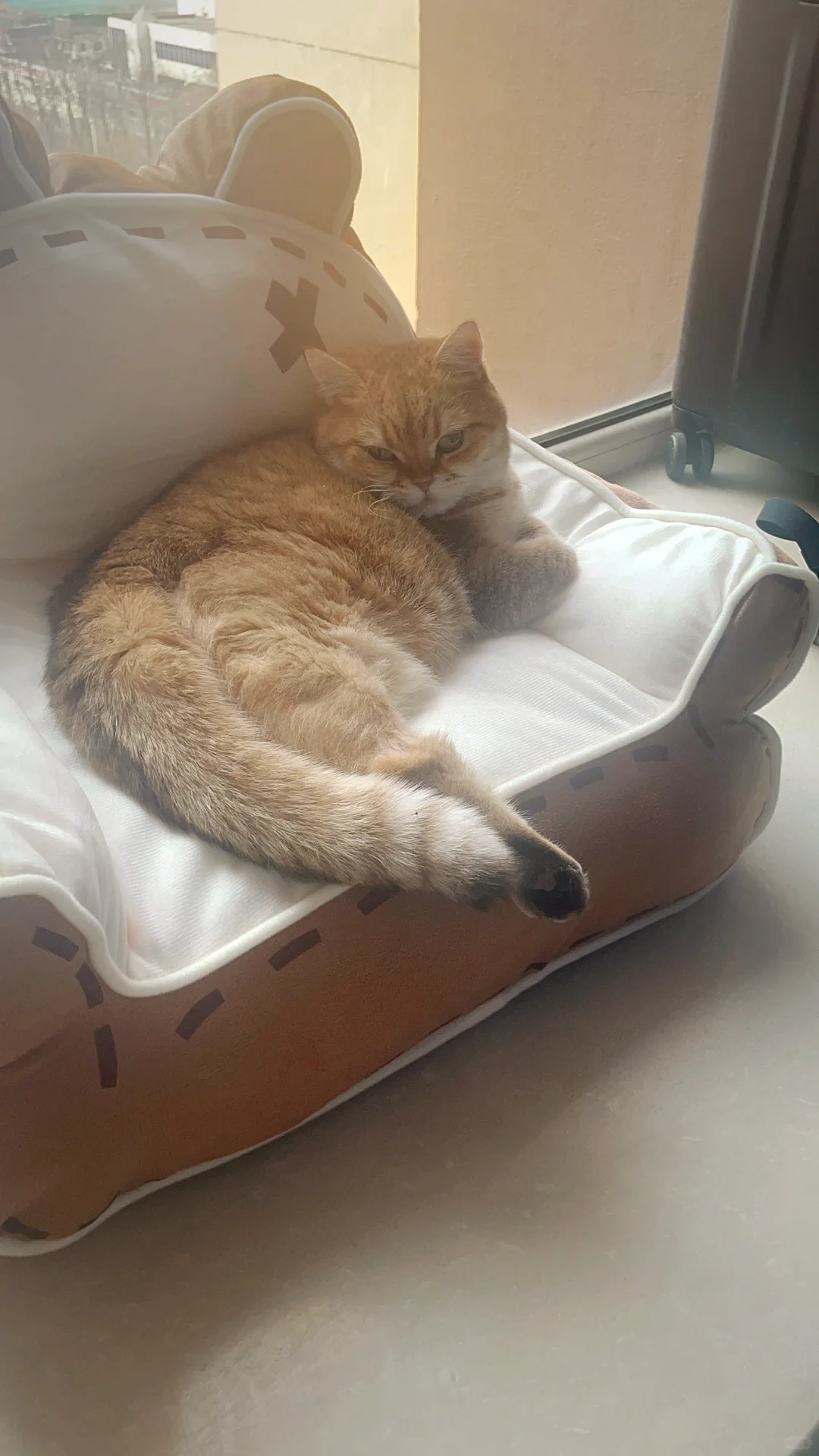 长势喜人，嫩嫩的春小麦！