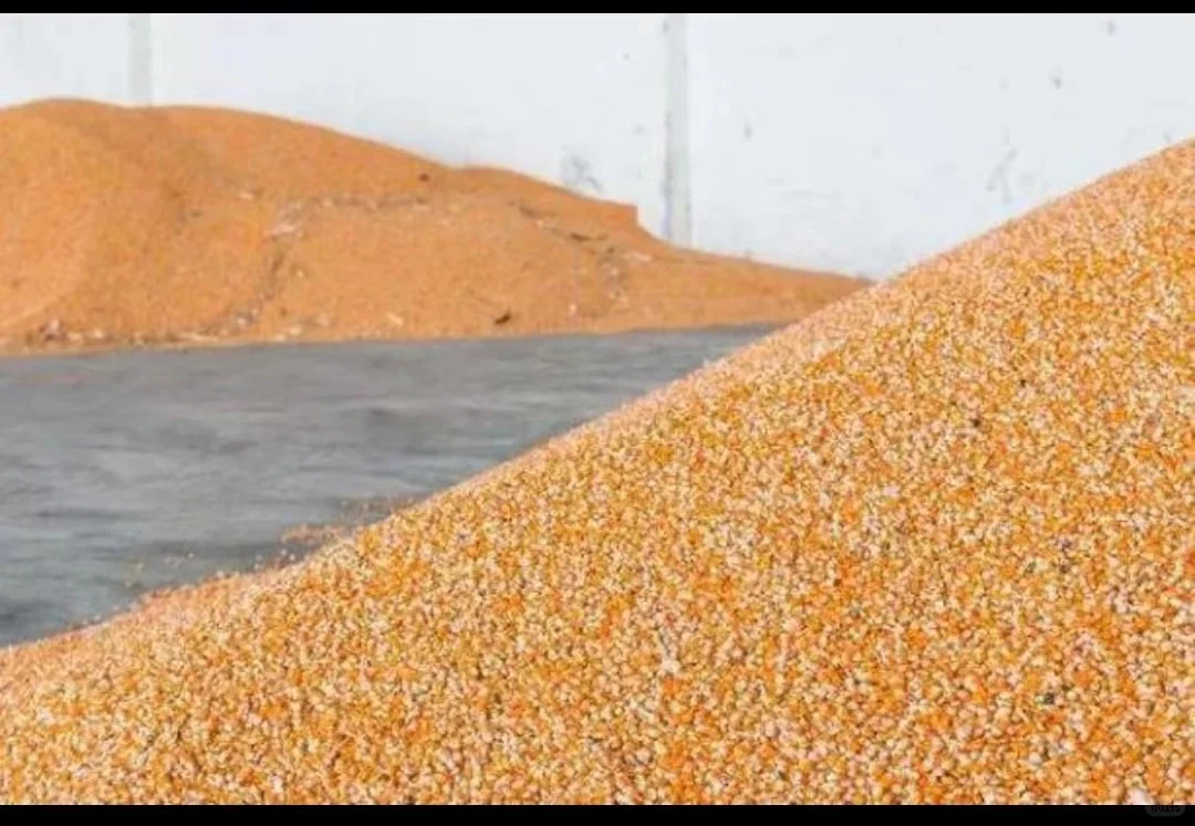 玉米轮转粮全国库房提货