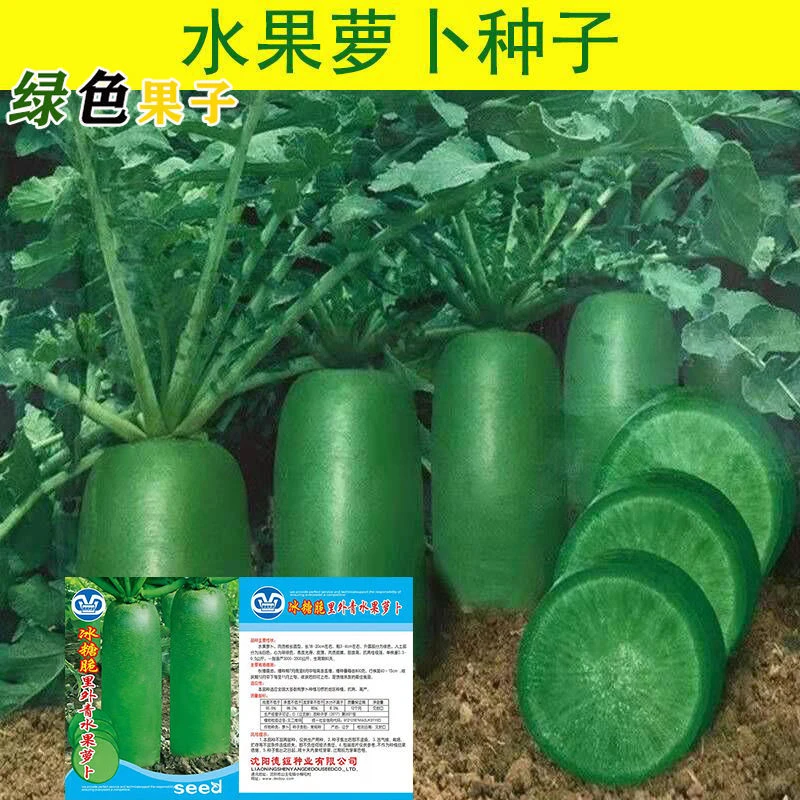 ?冰糖水果萝卜种子,秋季美味种植?
