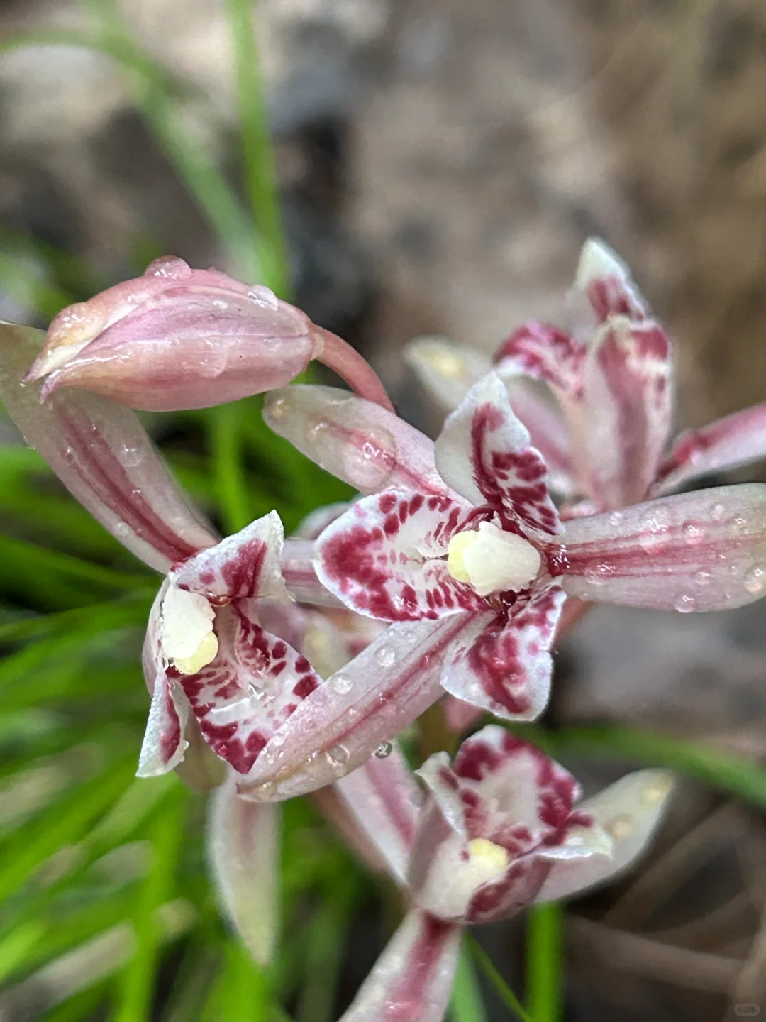 林业人出差日常