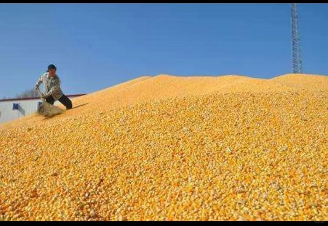 玉米轮转粮全国库房提货