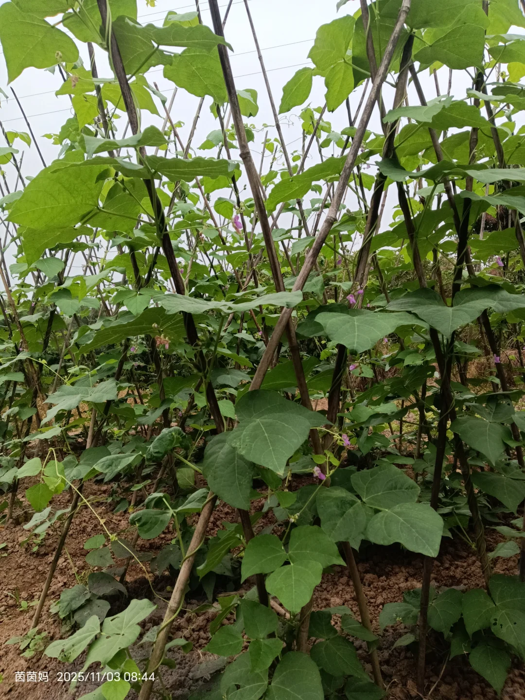 老法子种出的天然味道