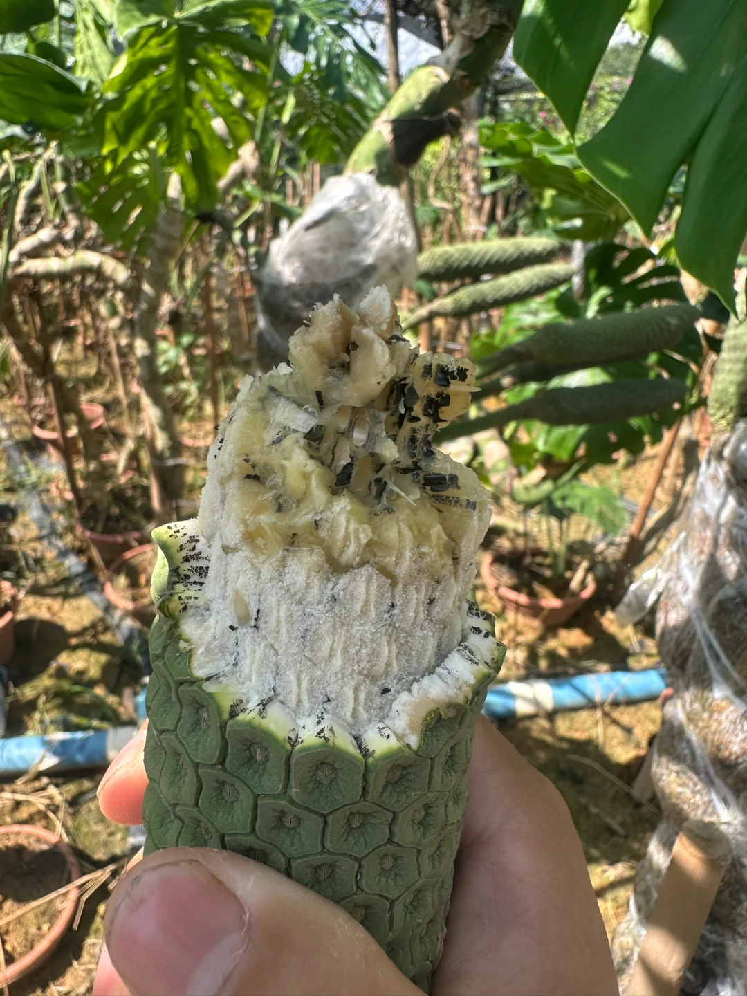 奇异的水果——恶魔果实 龟背竹