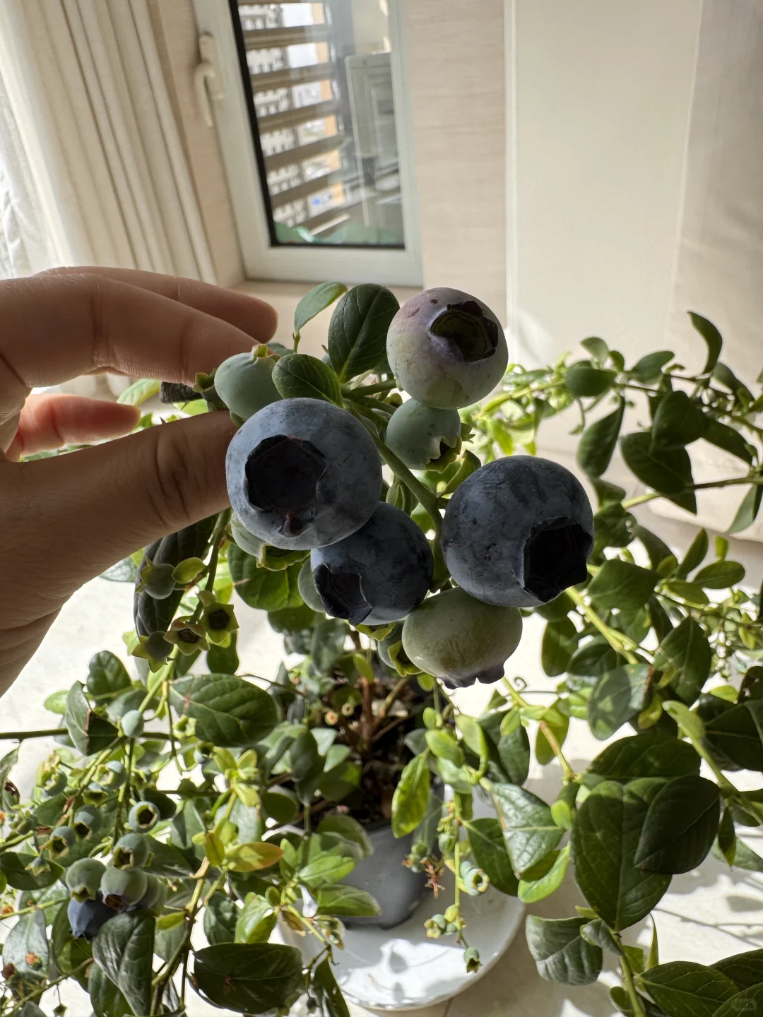 我在封闭阳台养了一盆蓝莓