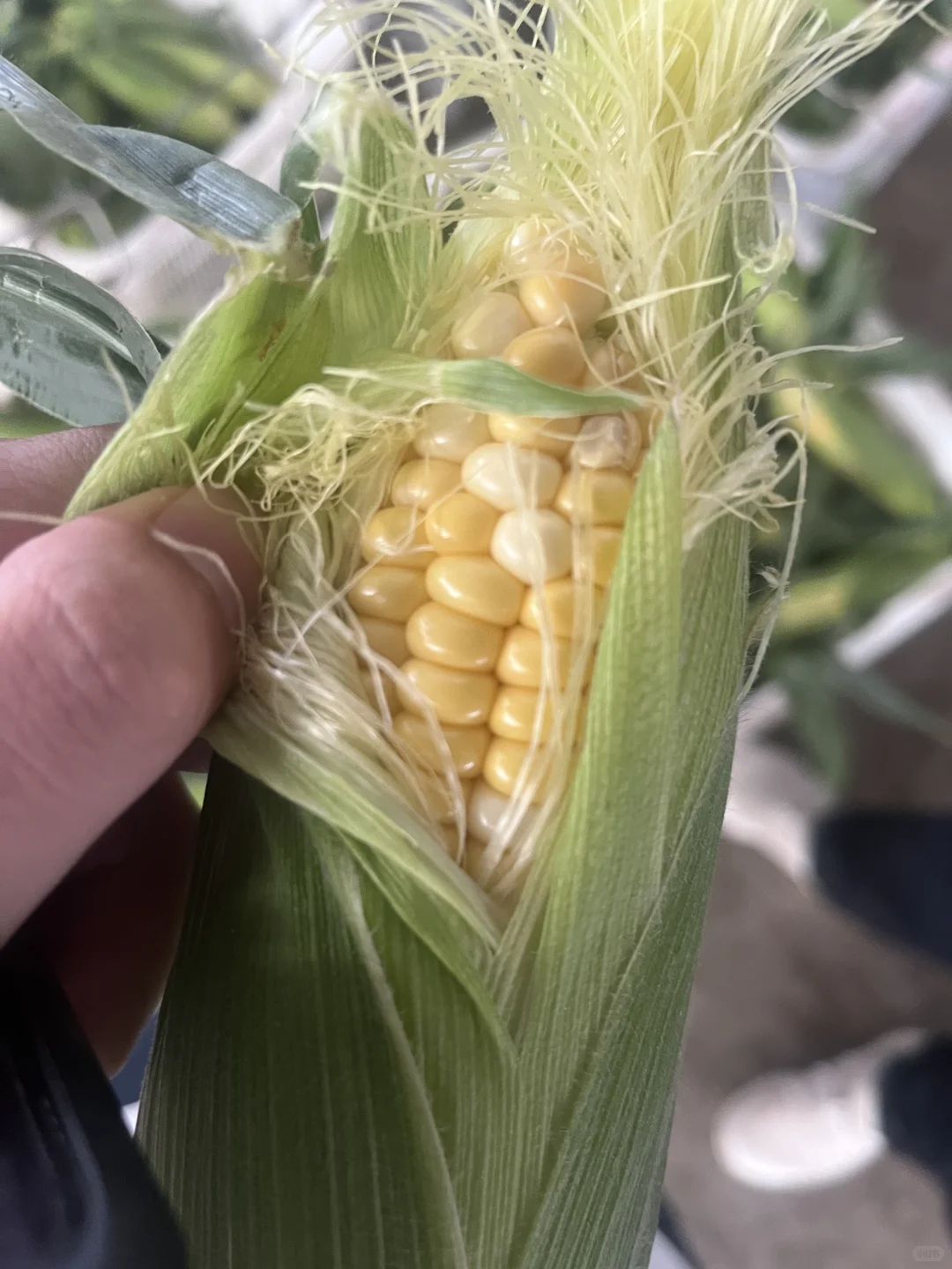 今年的水果玉米再也不卖给二道贩子了???