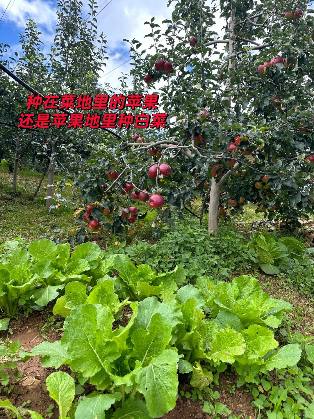 菜地种苹果，还是苹果地里面种了白菜