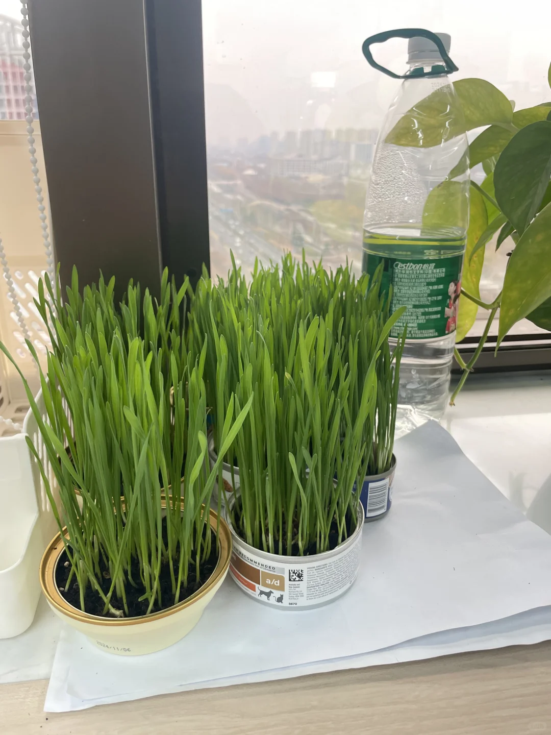 长势喜人，嫩嫩的春小麦！