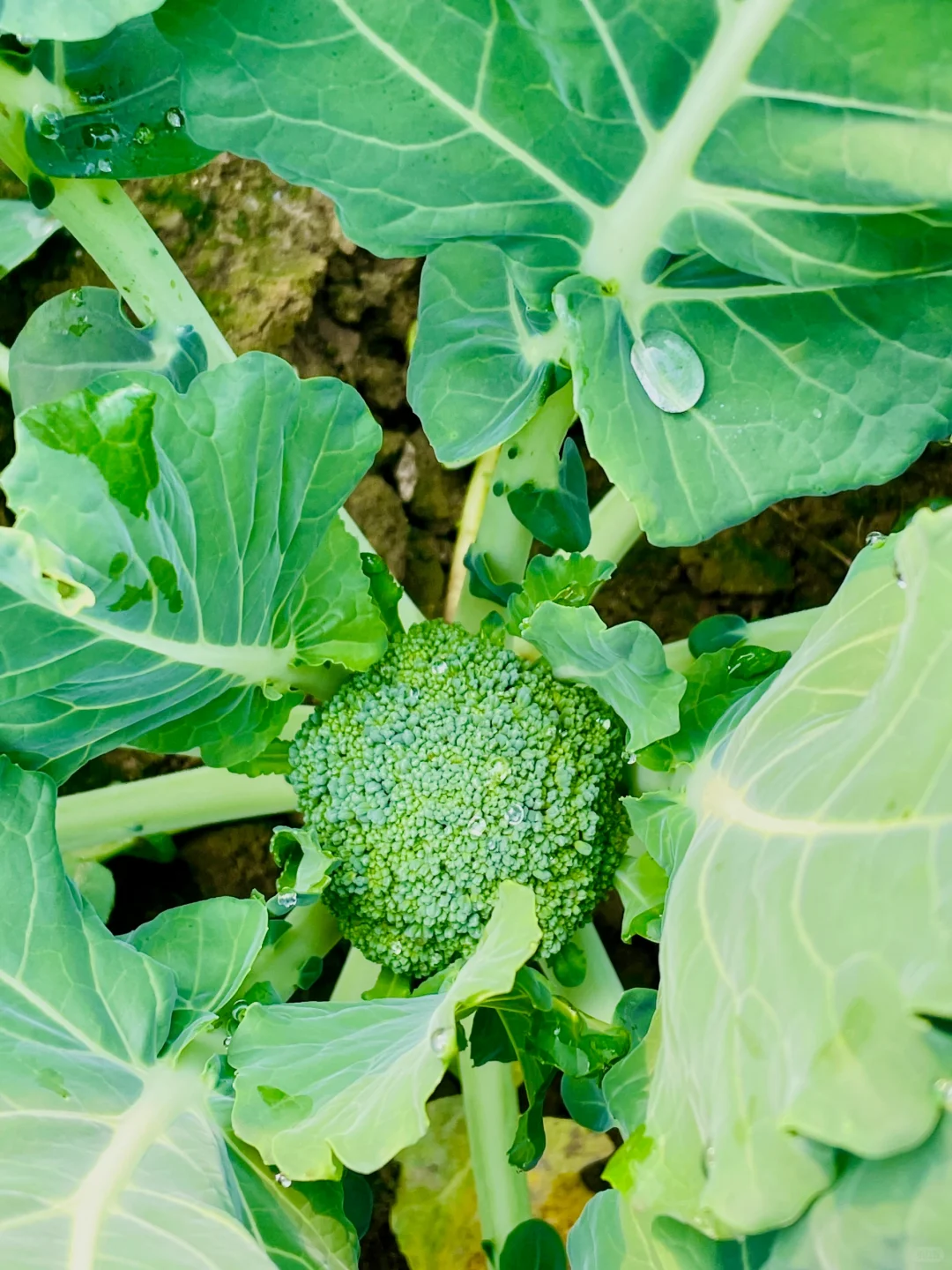 农场主日常采摘｜开始期待春天到来了❗️