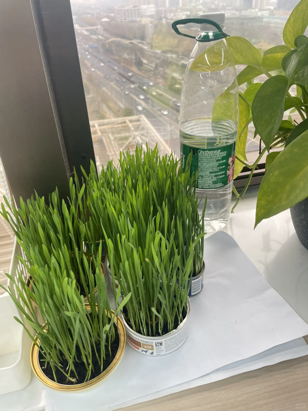 长势喜人，嫩嫩的春小麦！