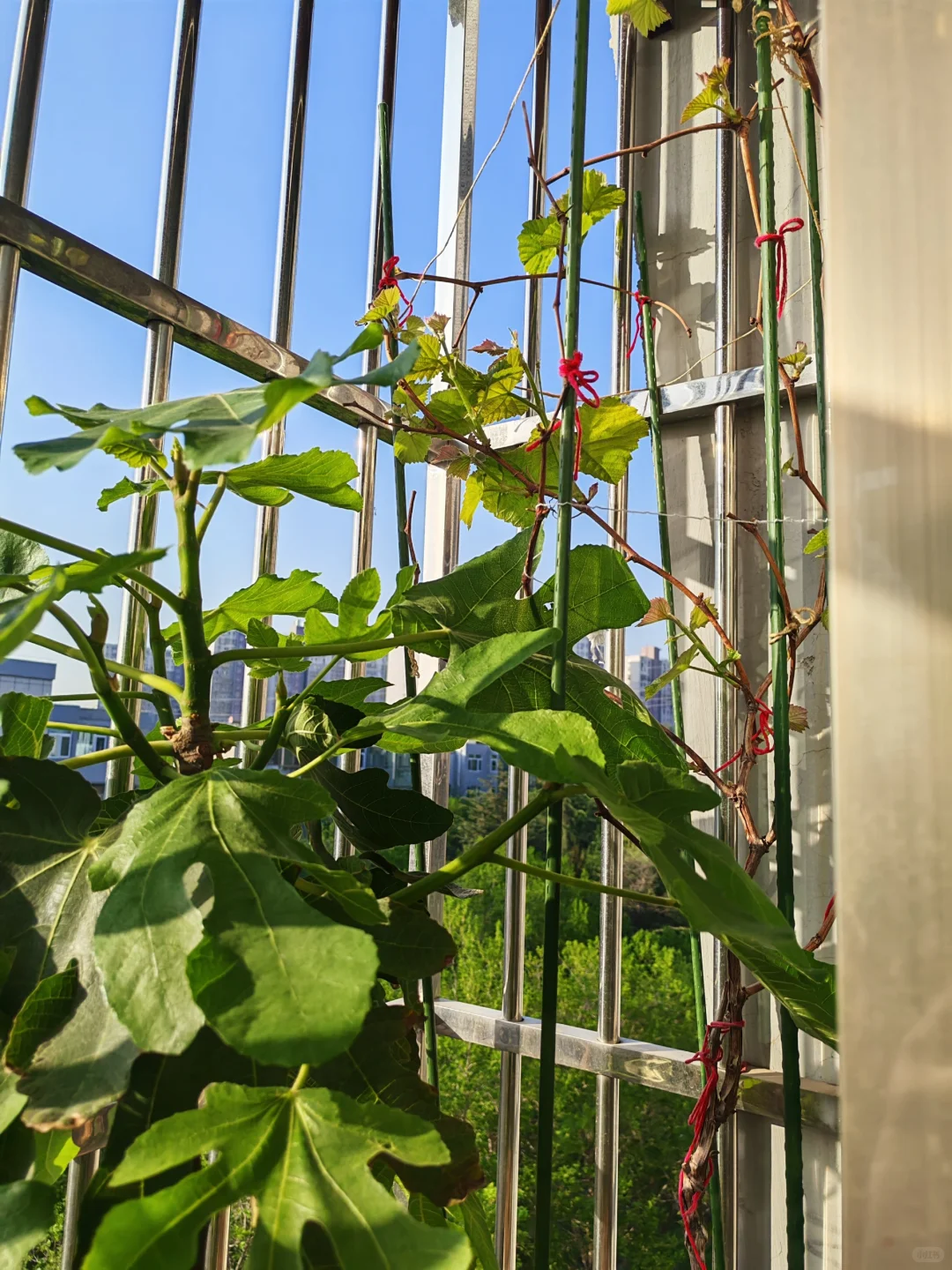 小阳台吃果自由