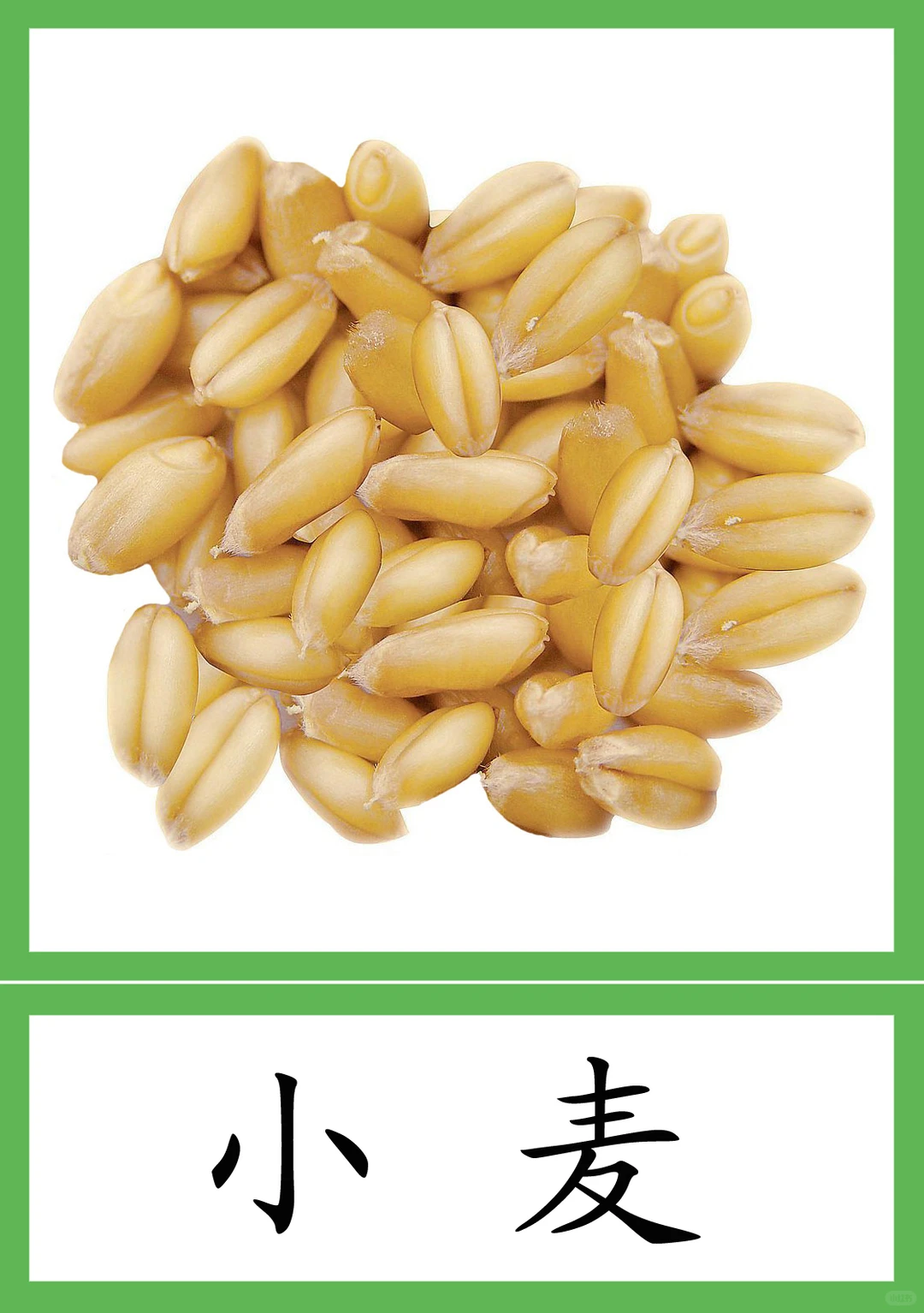 蒙氏植物素材28--粮食作物种类 三段卡