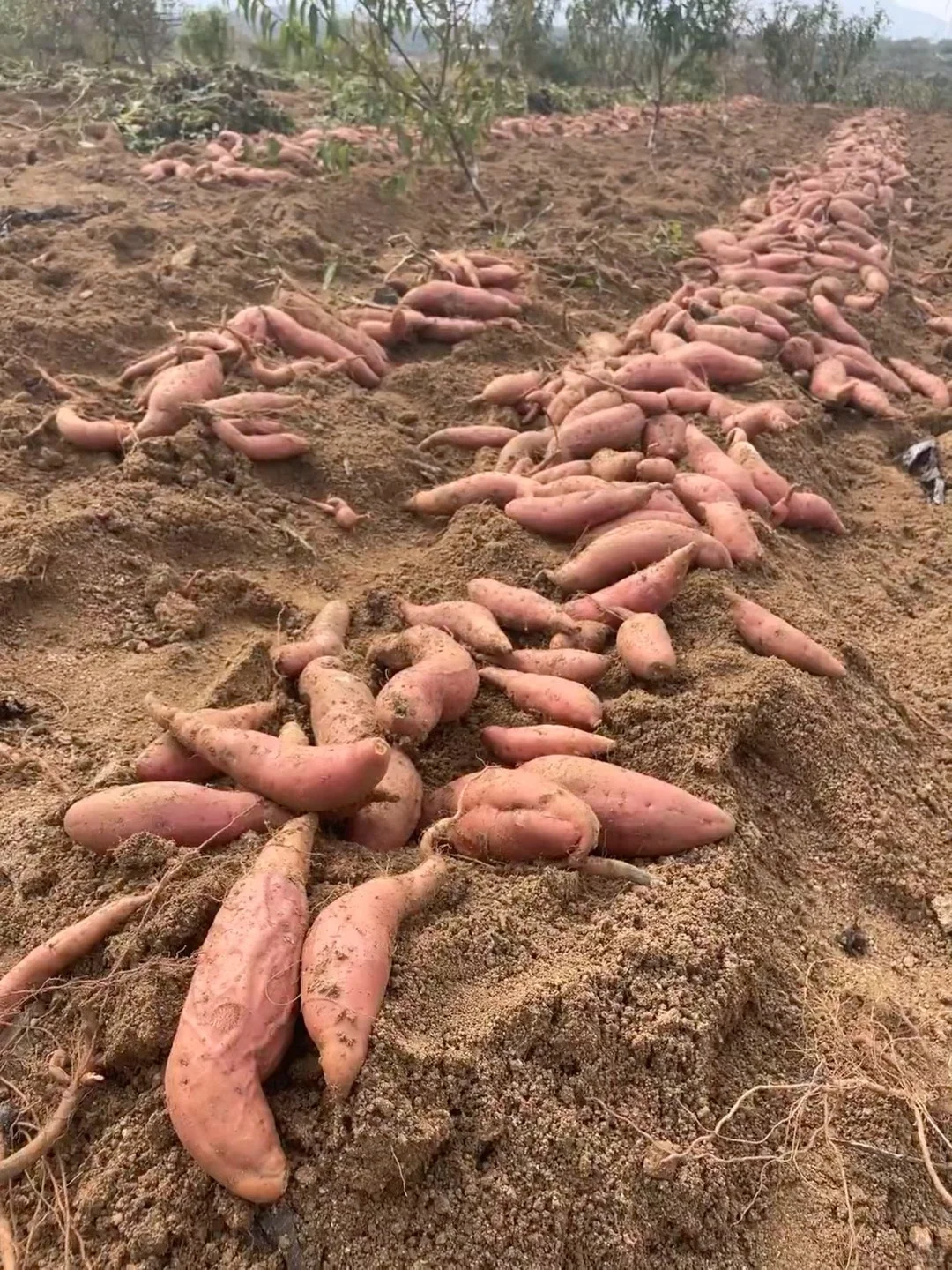 姐妹们给我地址！！我给你们寄！！不要邮费！！