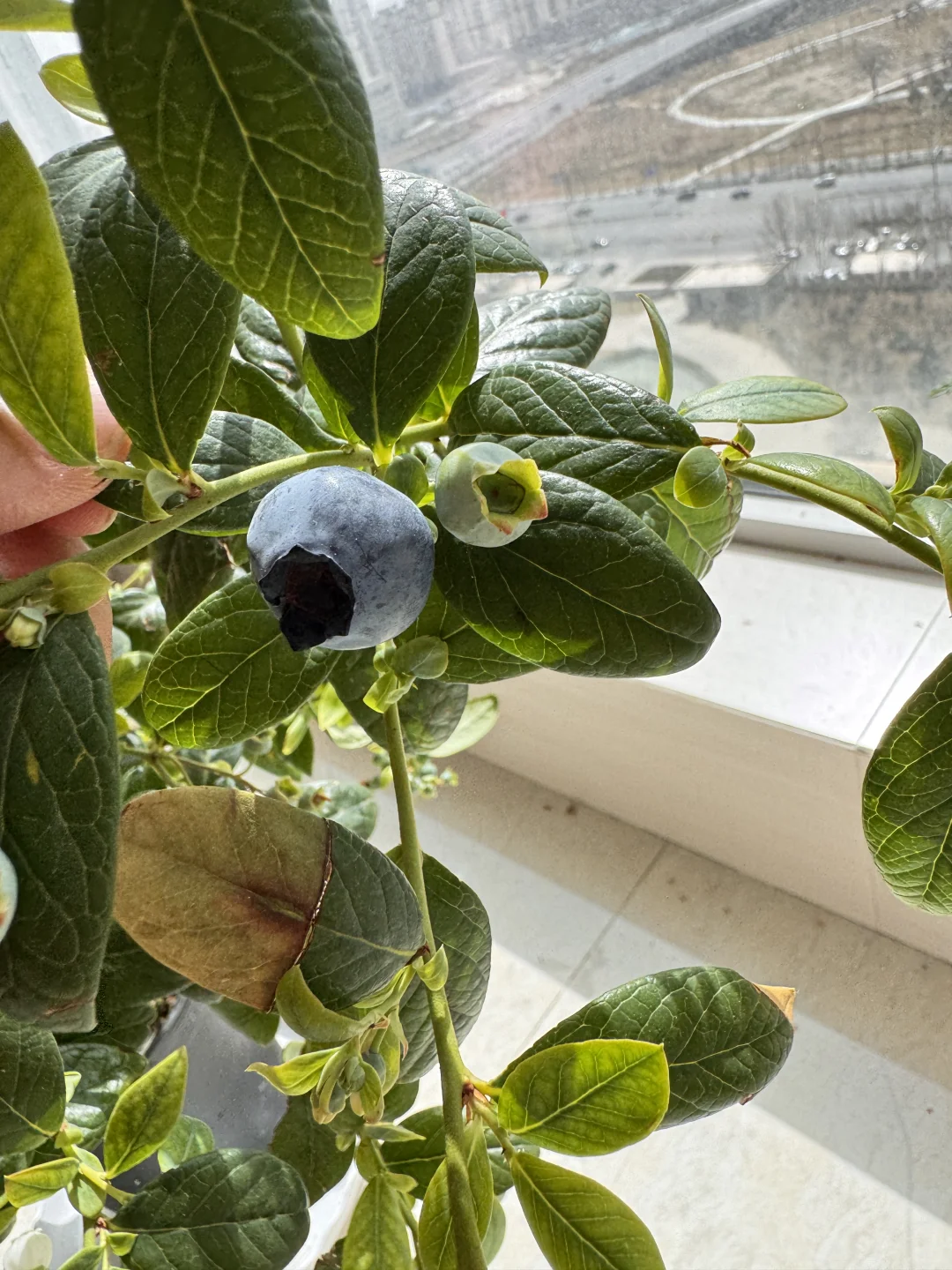 我在封闭阳台养了一盆蓝莓