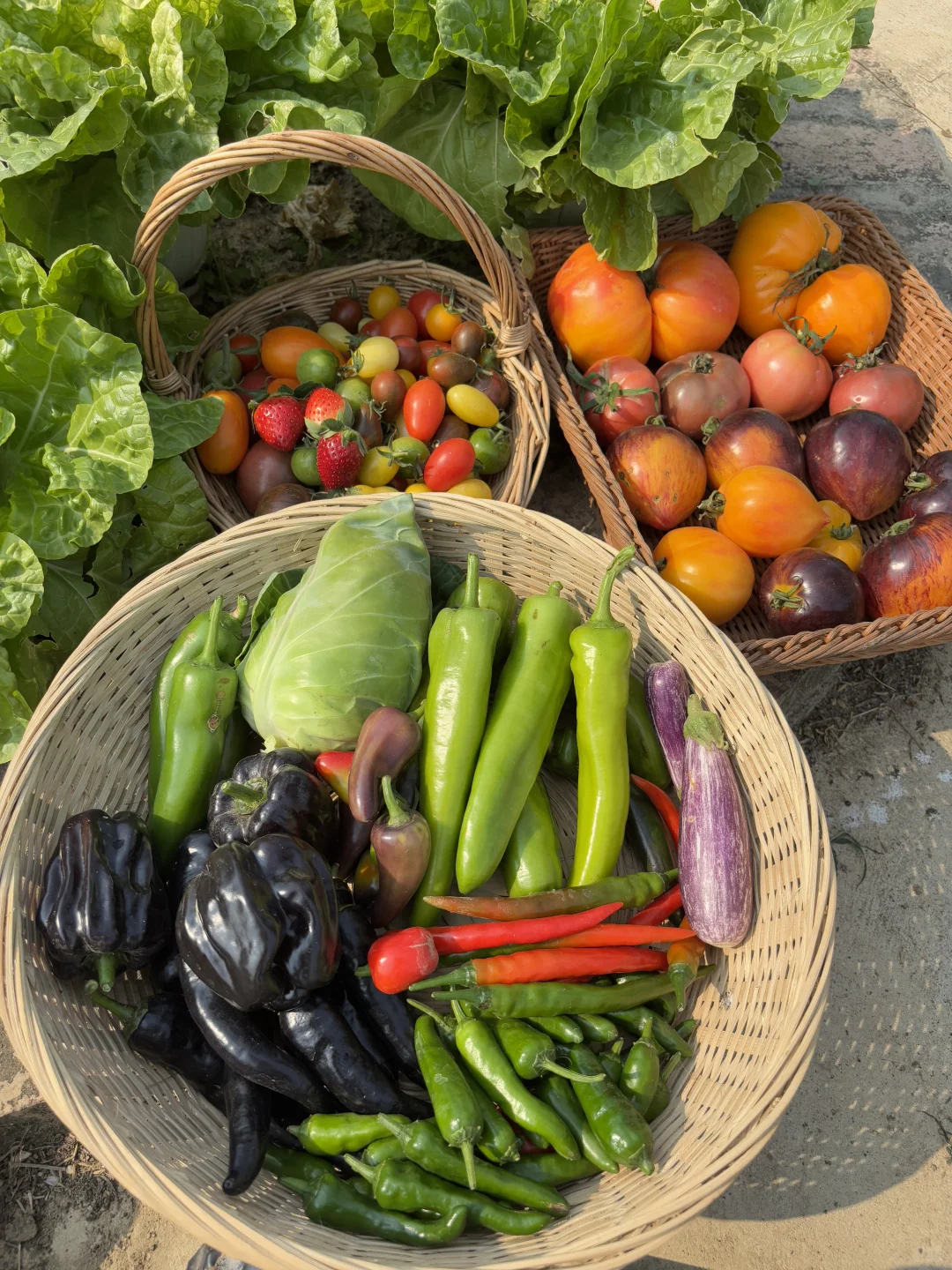 冬天也能收获的满满的蔬果