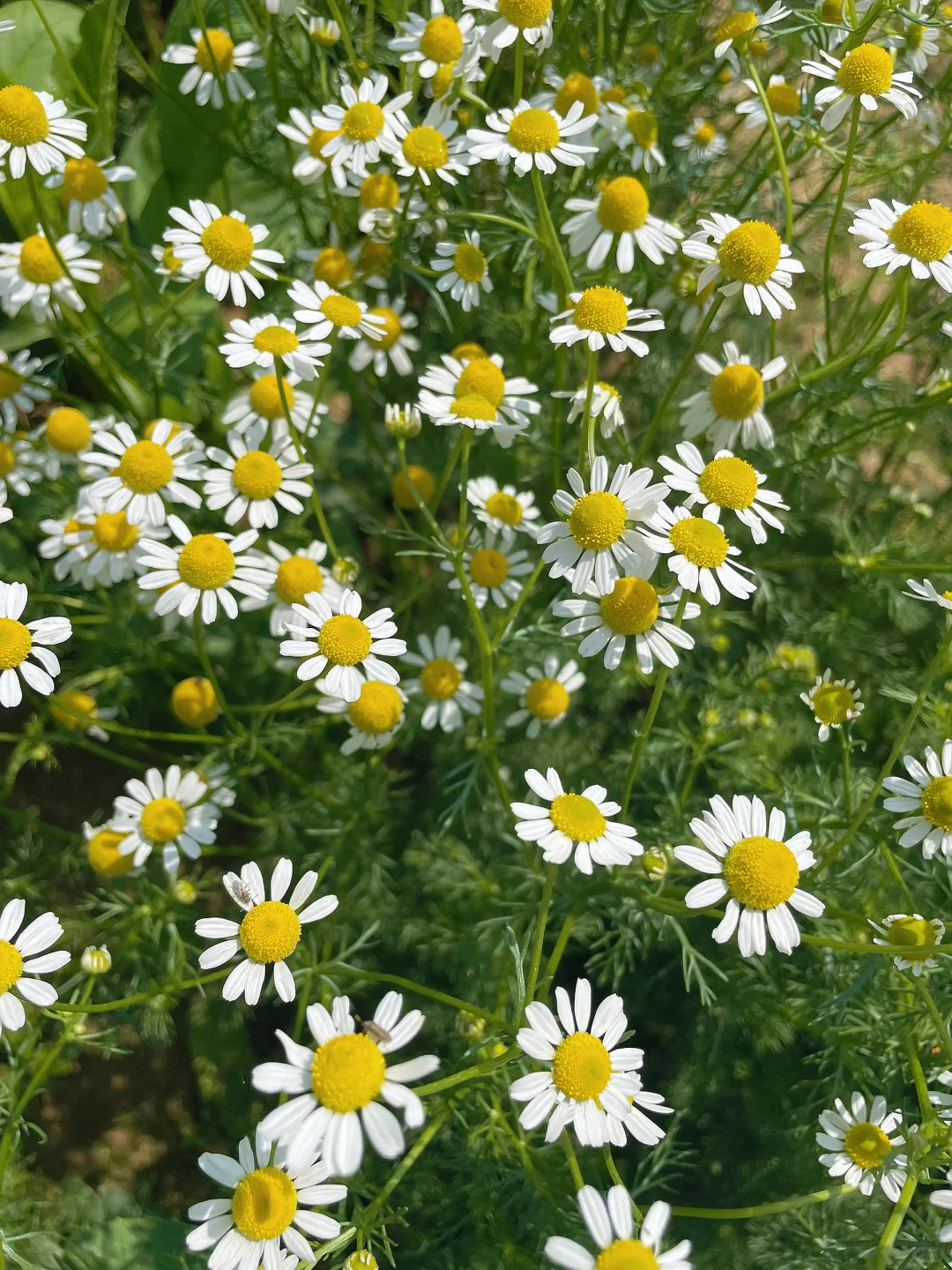 在大大的园子里面种呀种呀种！