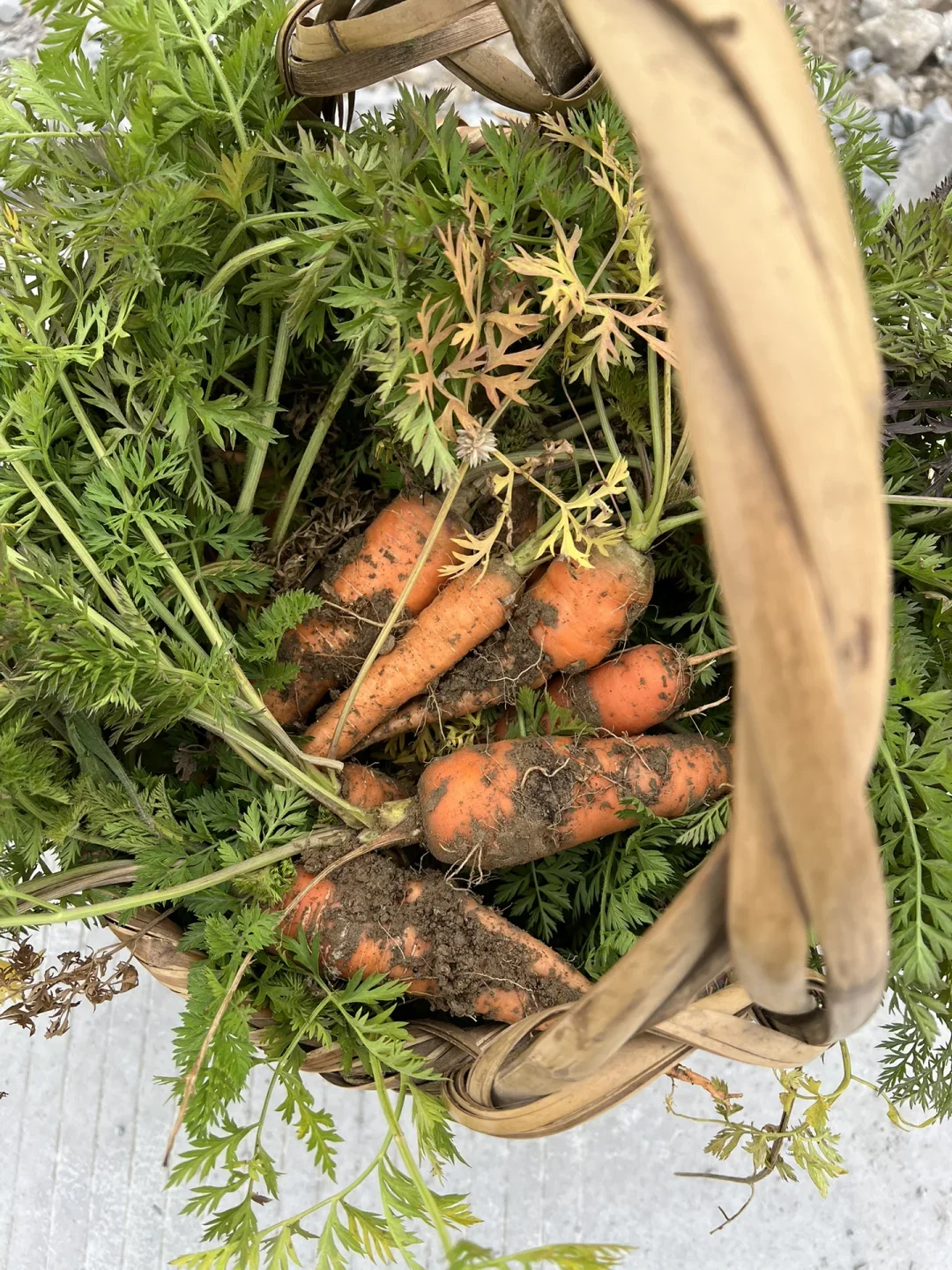 玉曦生态菜！更多妈妈的选择！