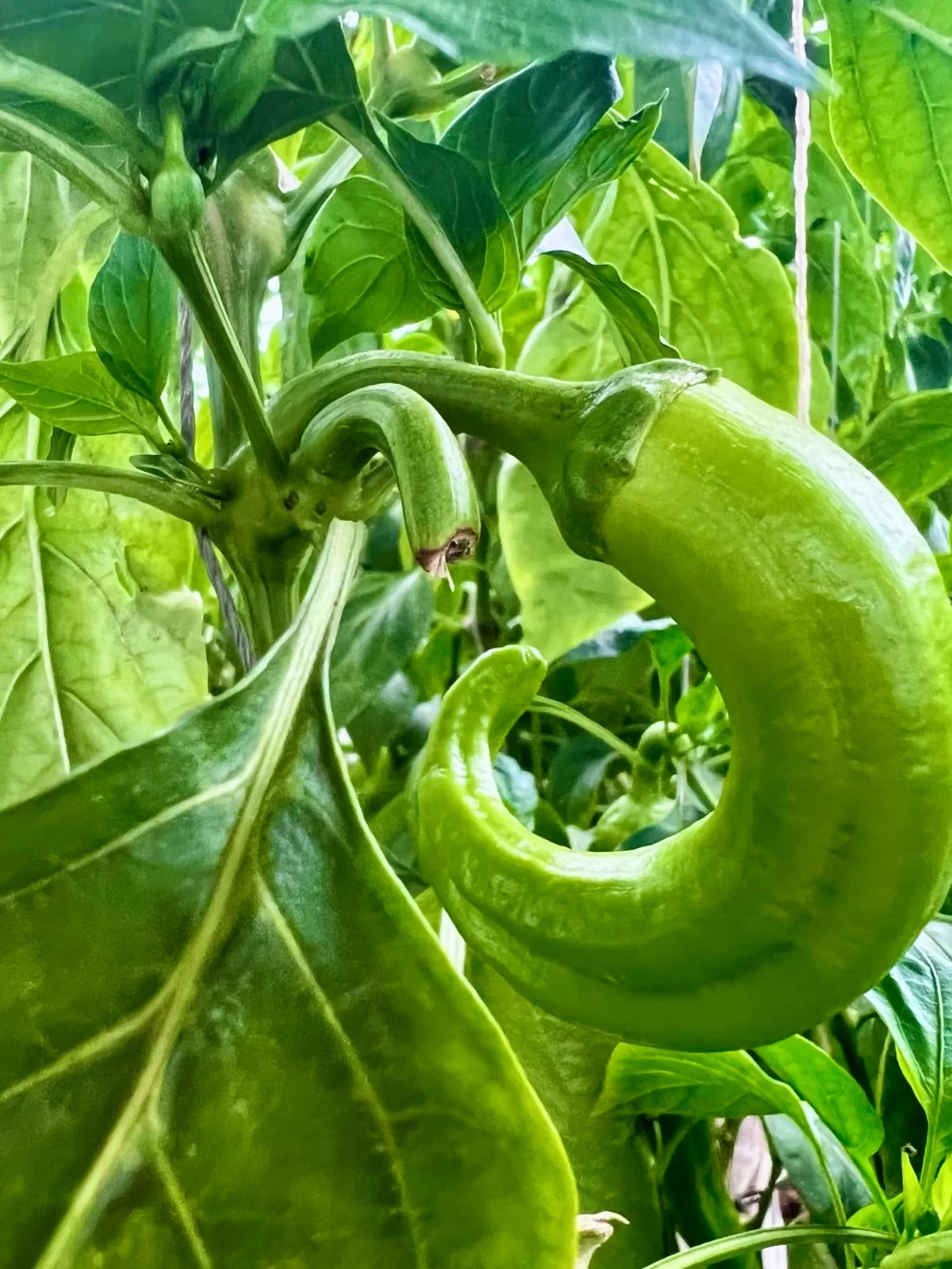 农场主日常采摘｜开始期待春天到来了❗️