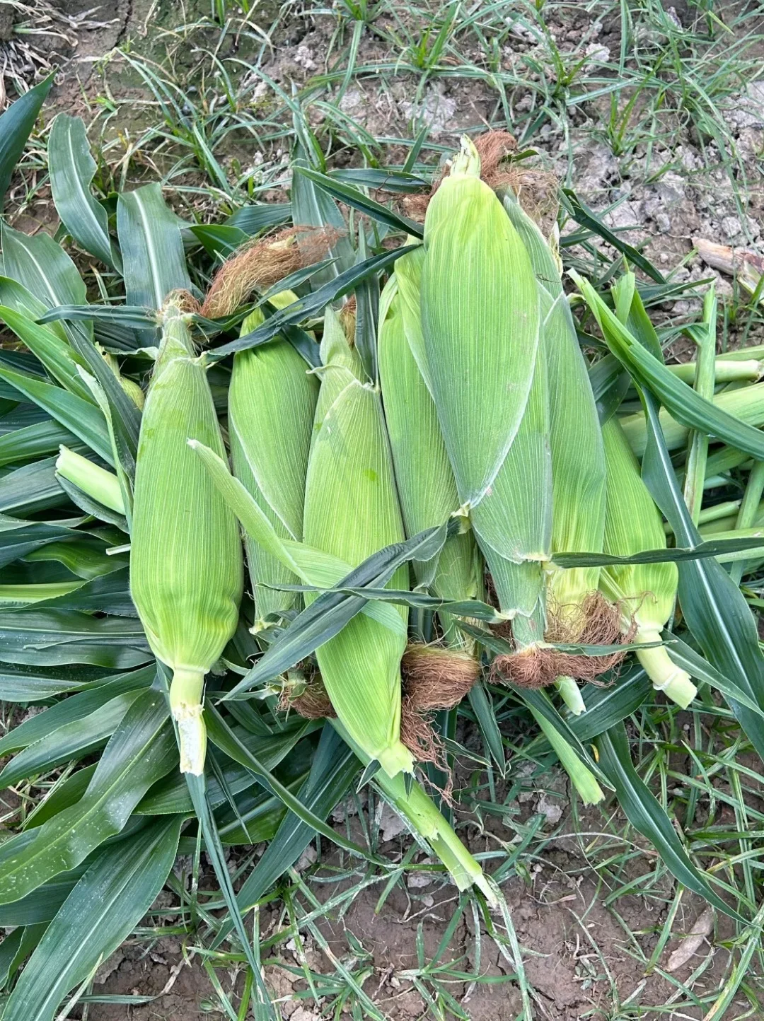 姐妹们！发我地址❗️我给你们寄不要邮费！