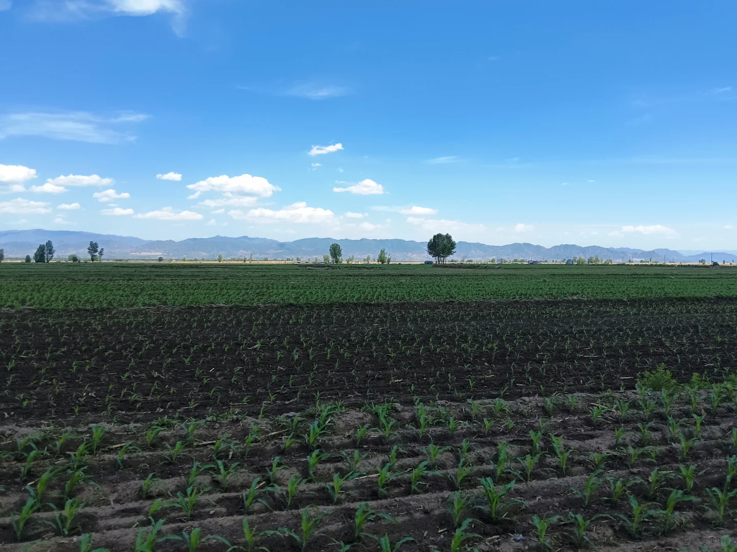 最美的风景在玉米地里