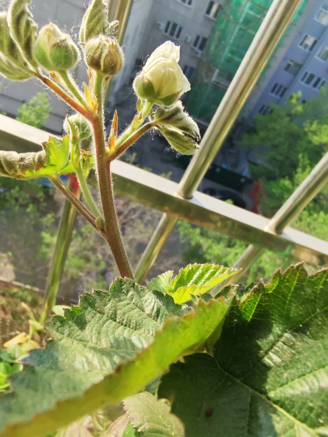 小阳台吃果自由