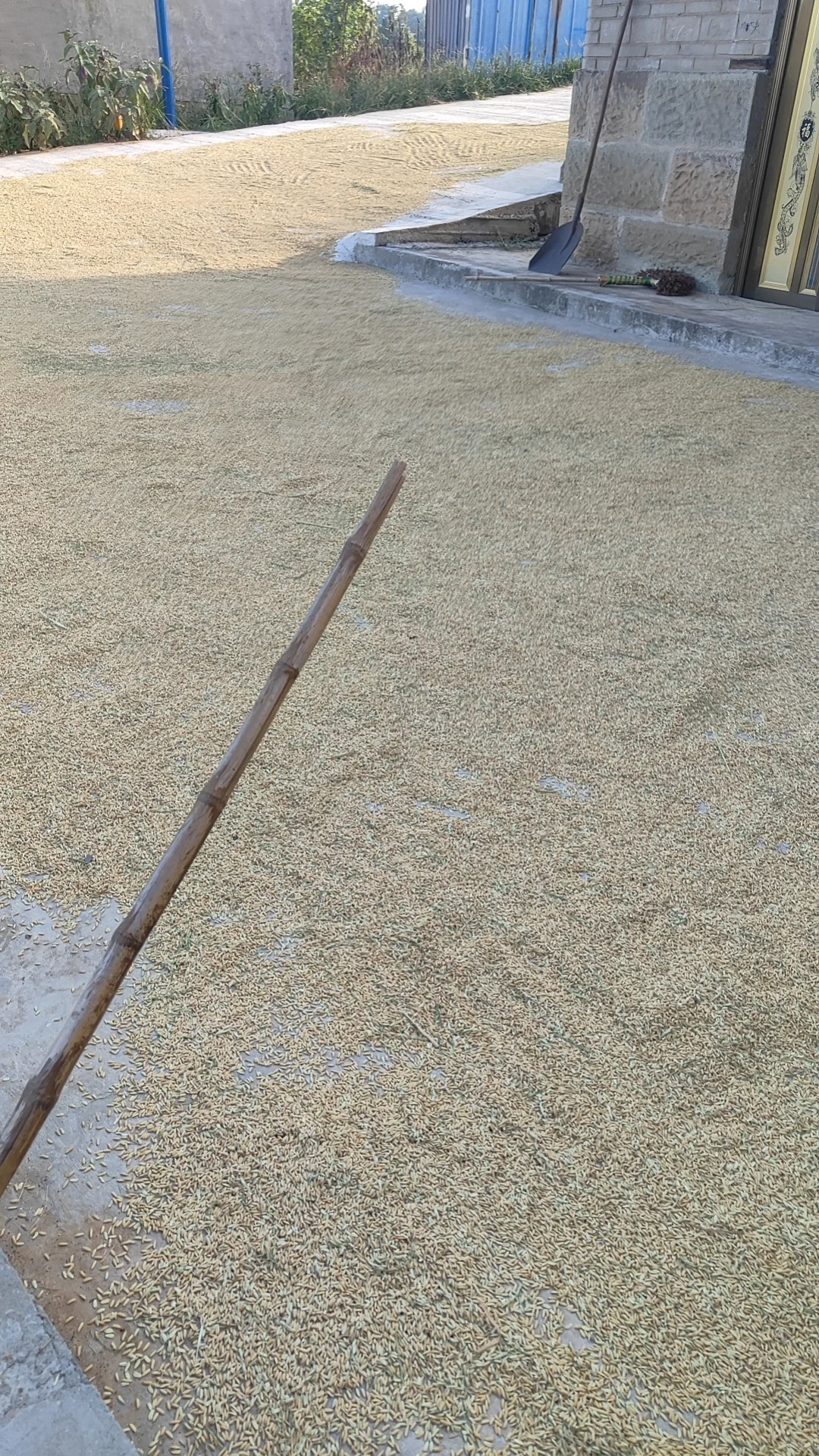 自家米纯天然无添加